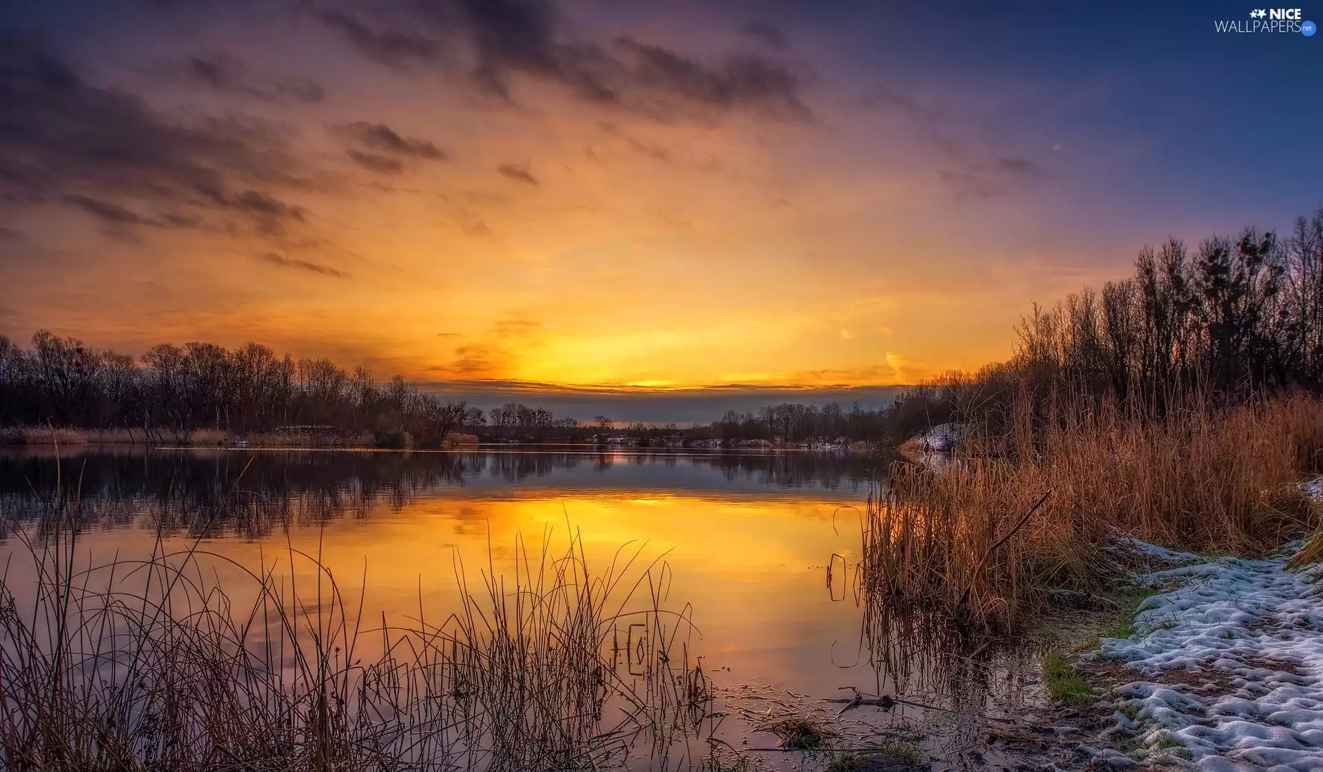 viewes, rushes, Great Sunsets, trees, lake