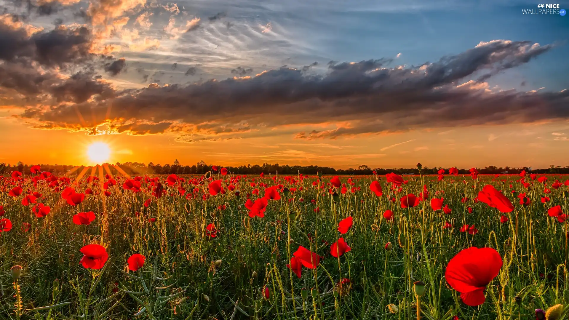 Great Sunsets, papavers, clouds, Field