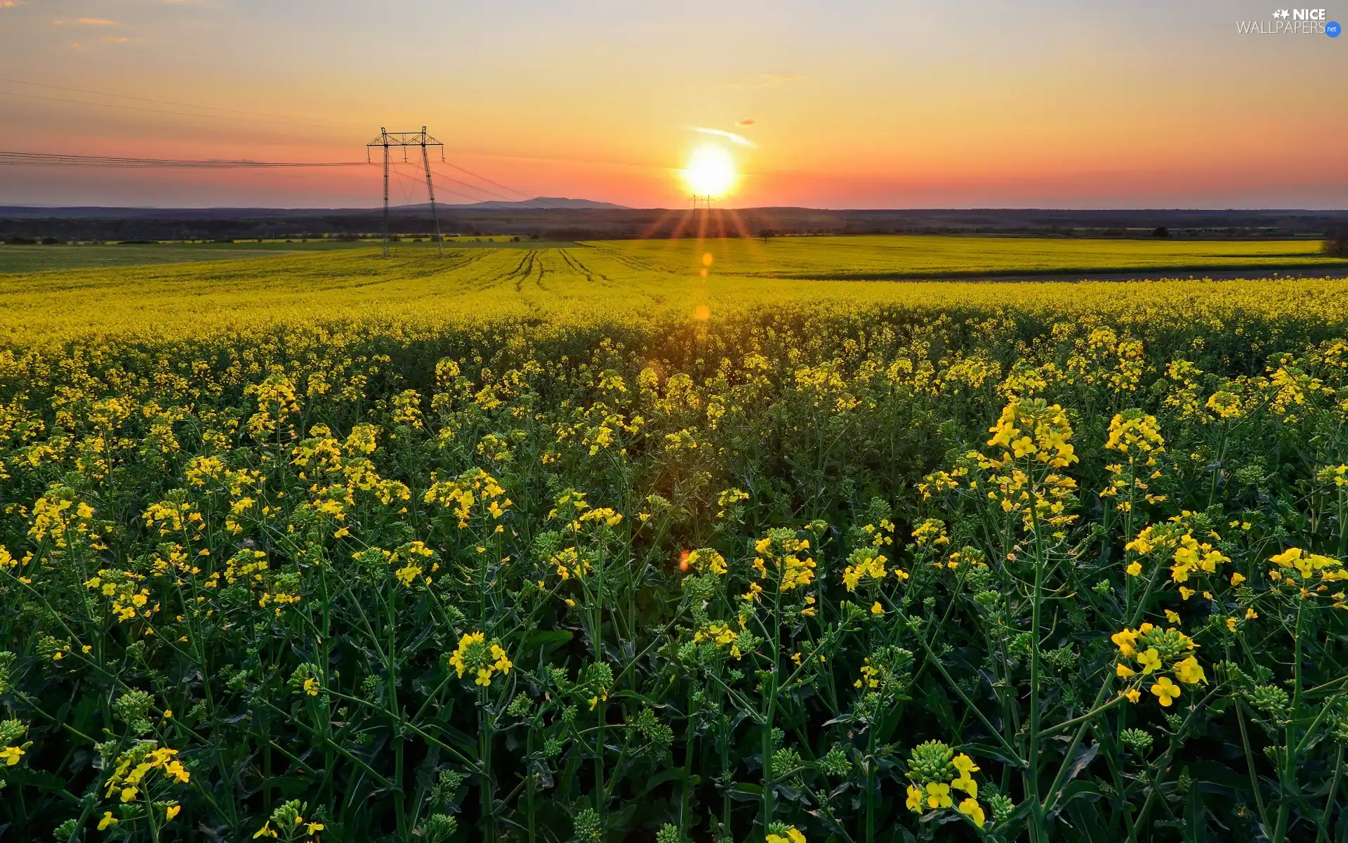 Great Sunsets, rape, Spring, Field