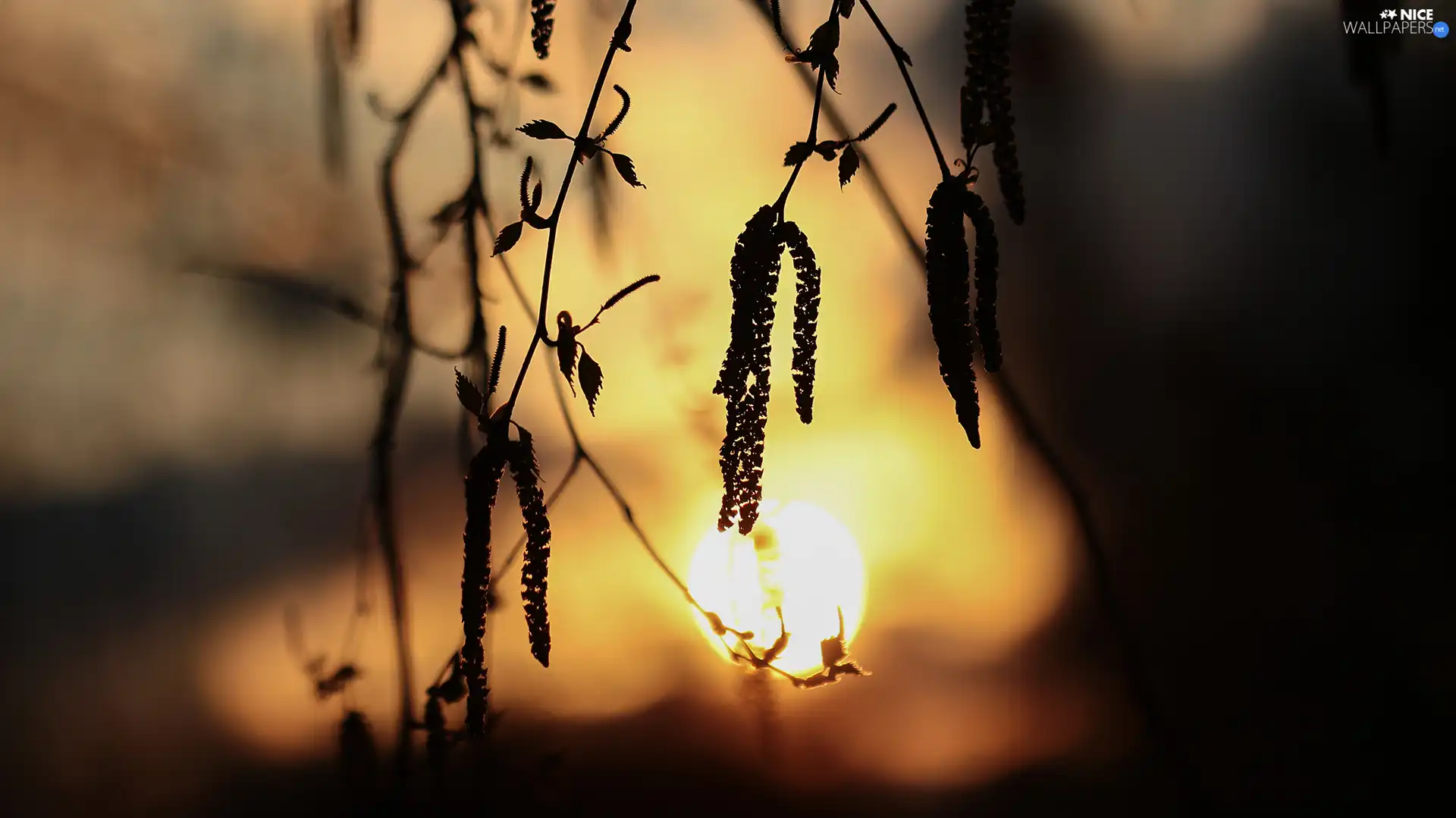 Great Sunsets, Twigs, birch-tree