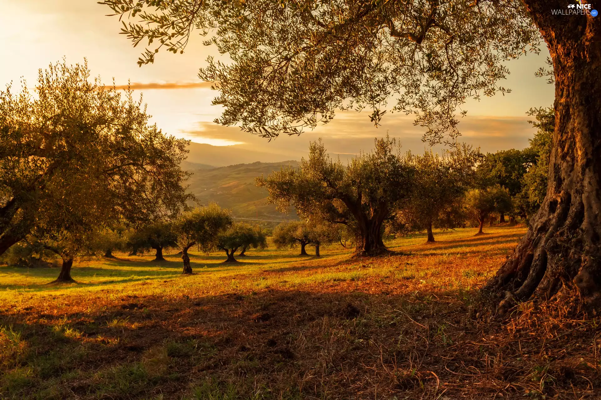 Great Sunsets, viewes, Plants, trees