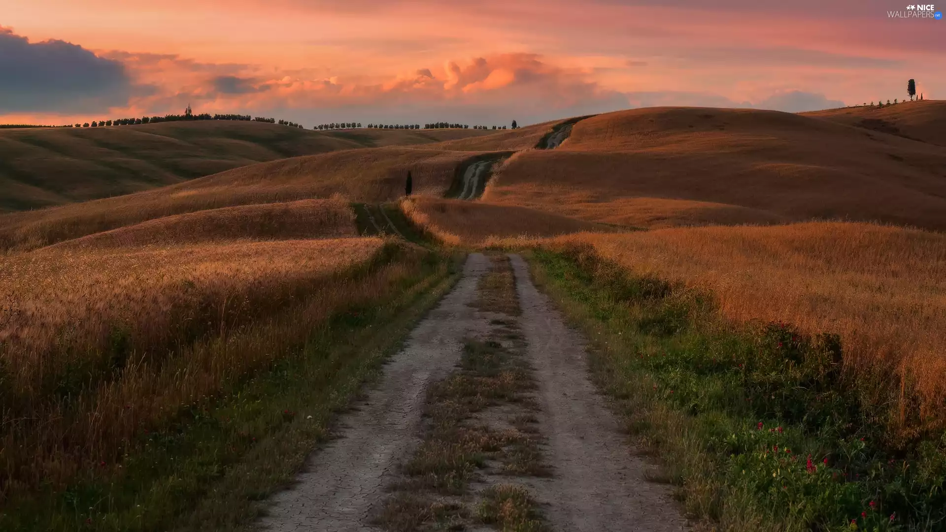 Way, Tuscany, viewes, field, Italy, trees, Great Sunsets
