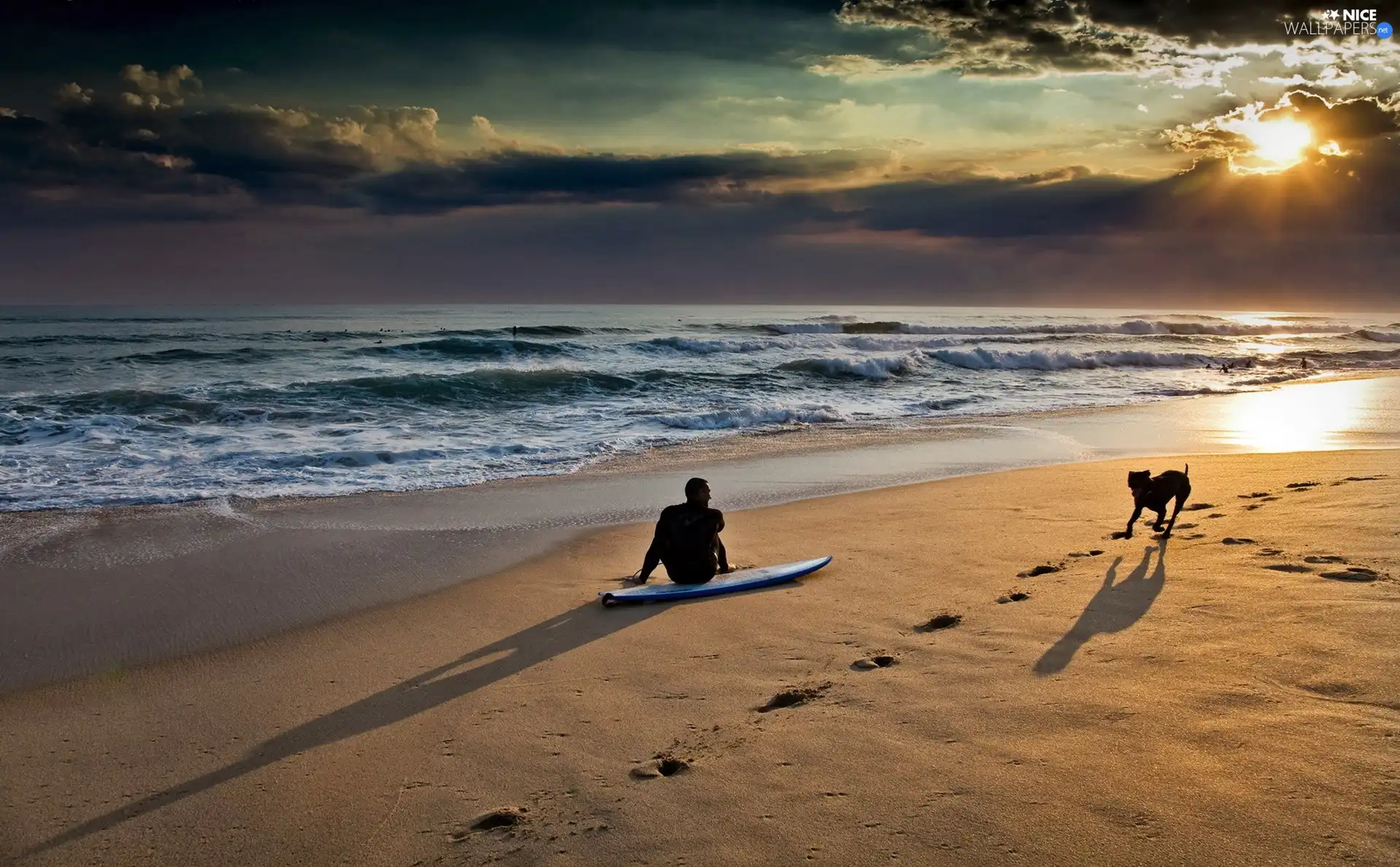 sea, dog, surfer, Beaches