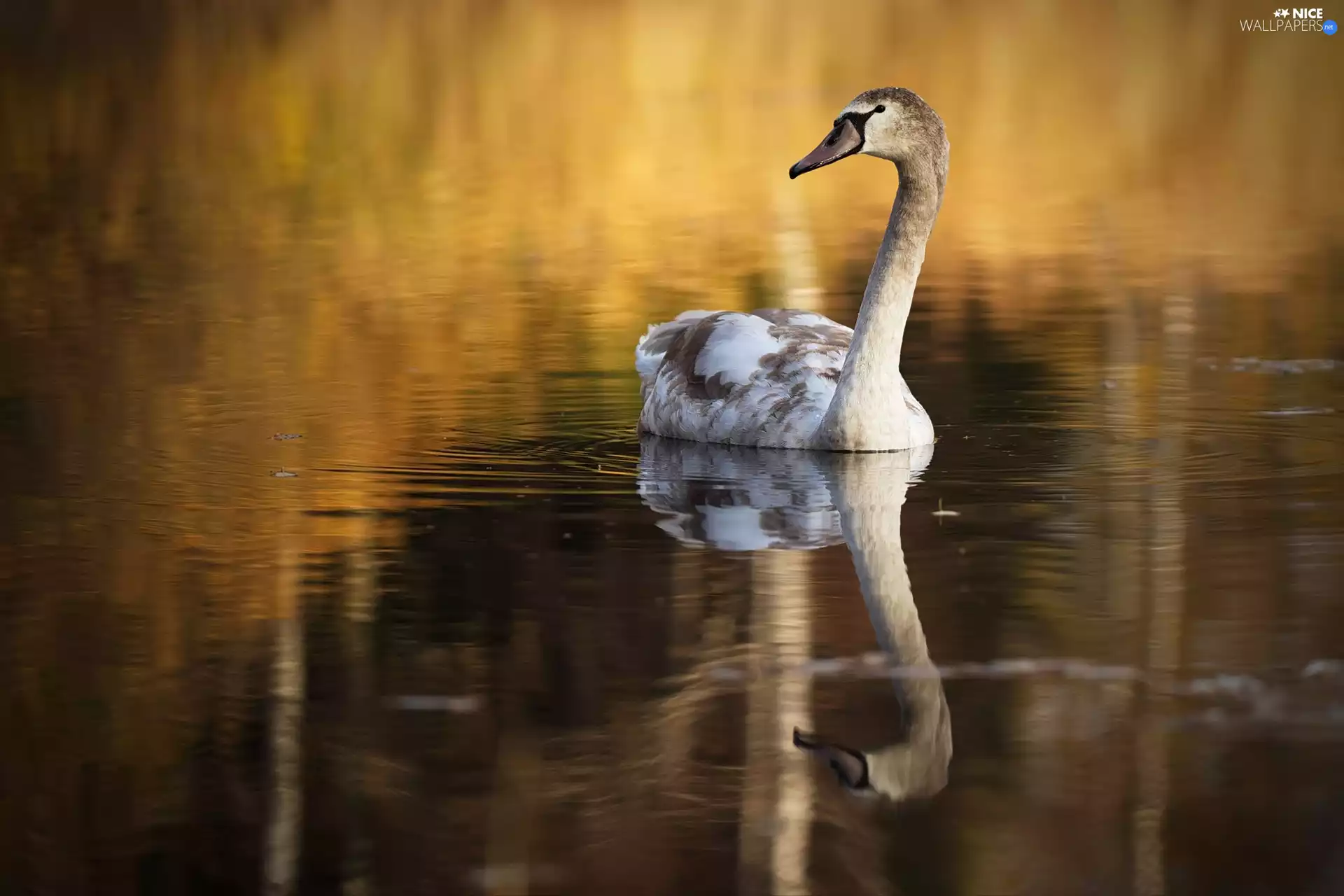 young, water, reflection, Swans