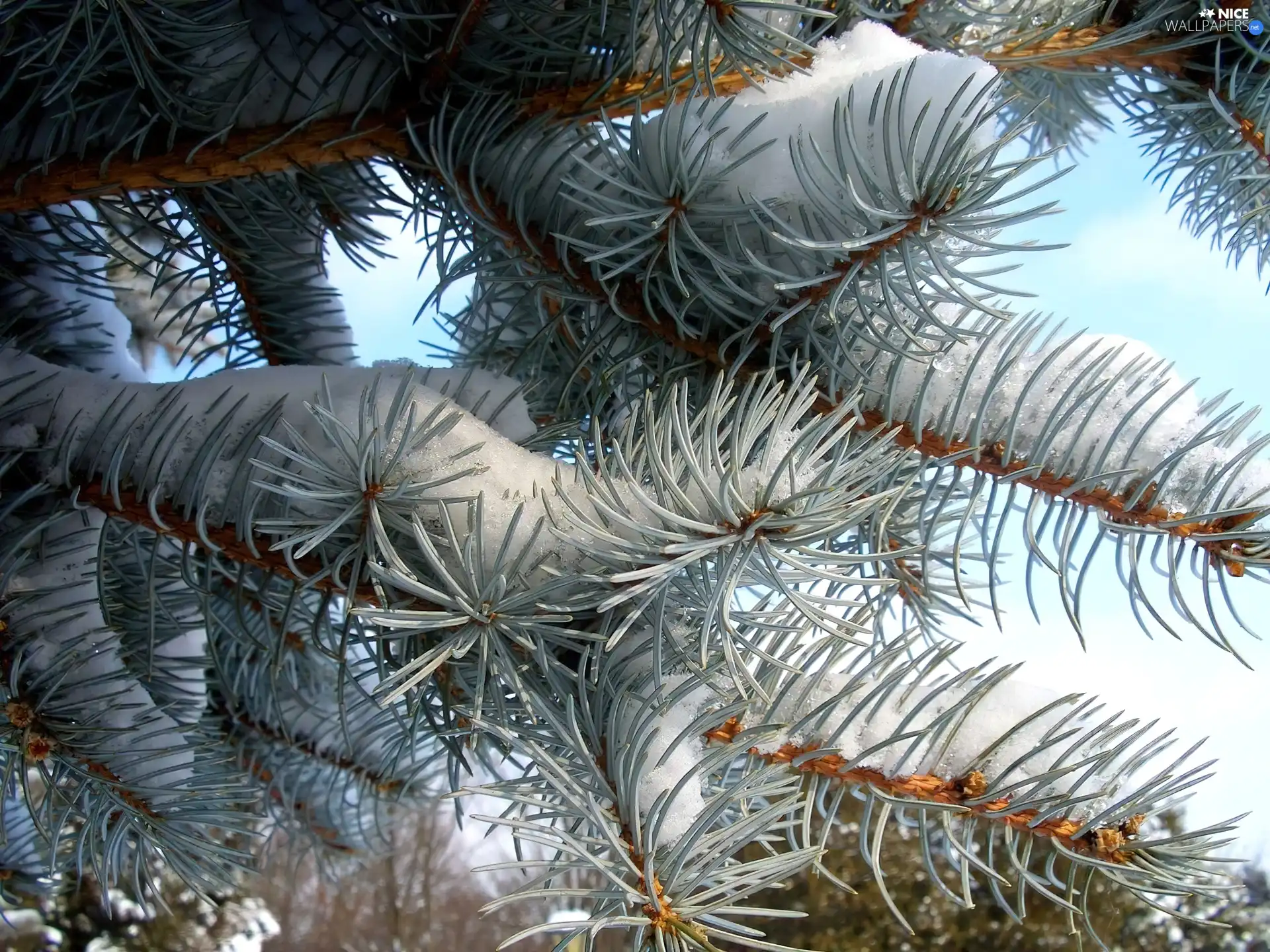 winter, twig, Swierk, A snow-covered