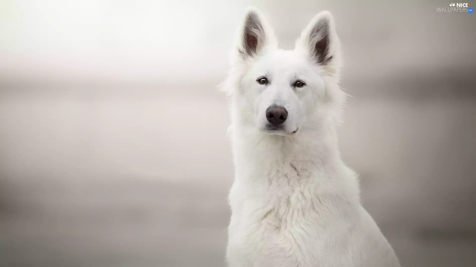 standing, ears, White Swiss Shepherd, muzzle, dog