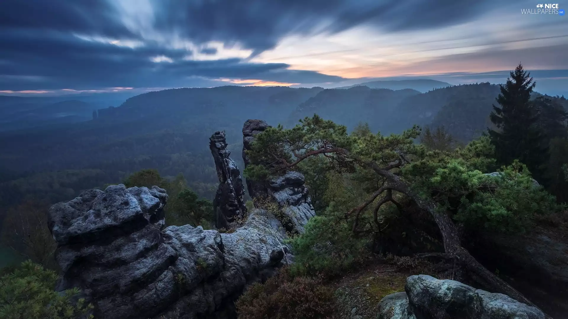 trees, viewes, Germany, pine, Děčínská vrchovina, rocks, morning, Saxon Switzerland National Park