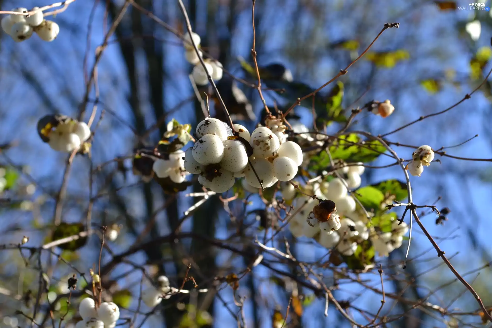 Symphoricarpos Duhamel, Fruitbodies