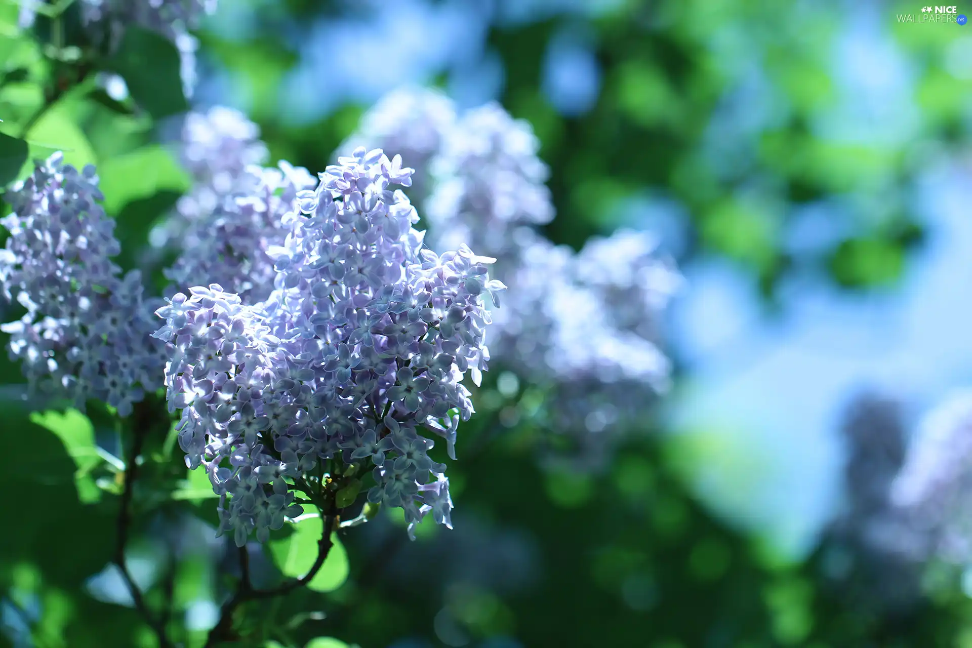 Syringa, without, twig