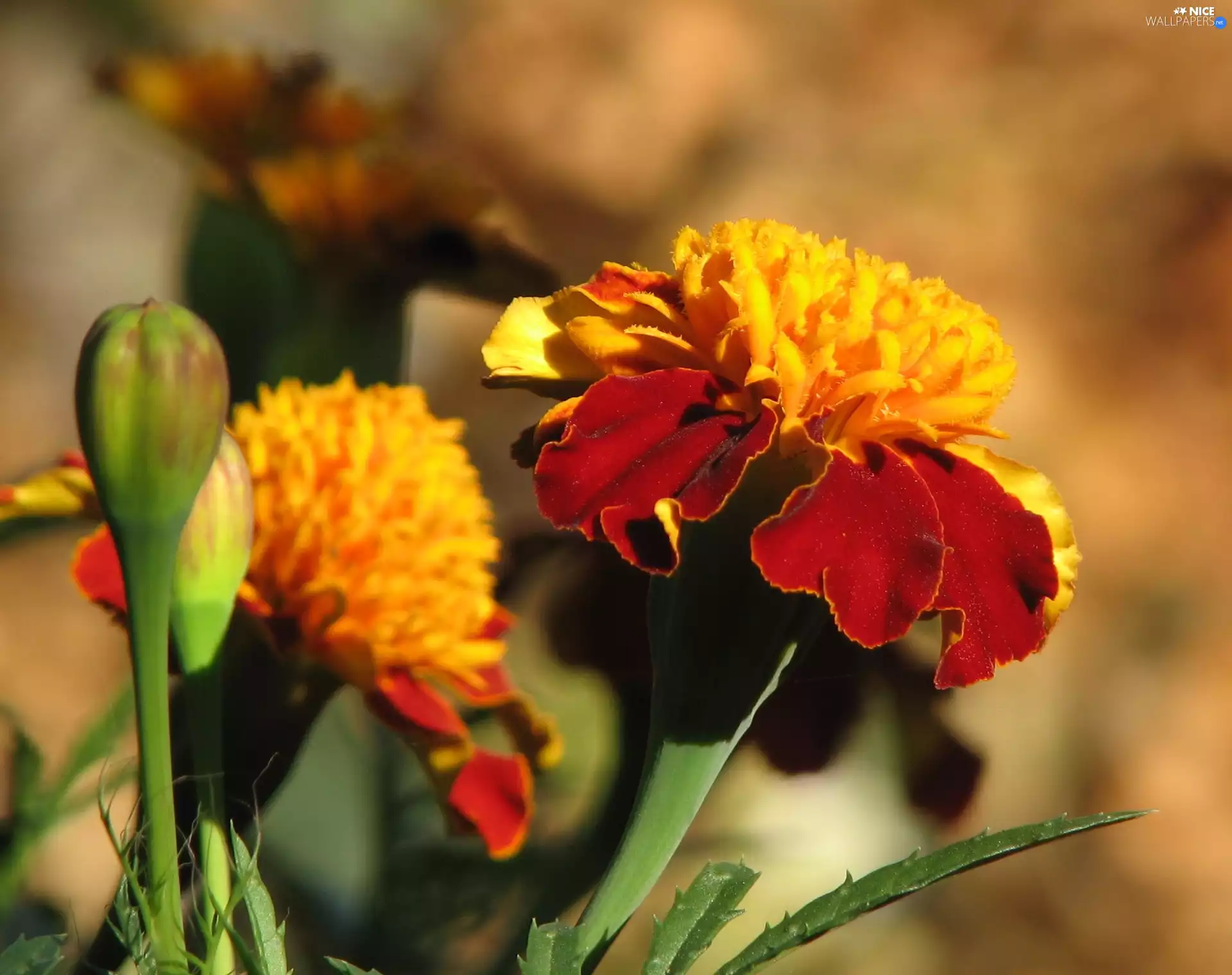 Tagetes