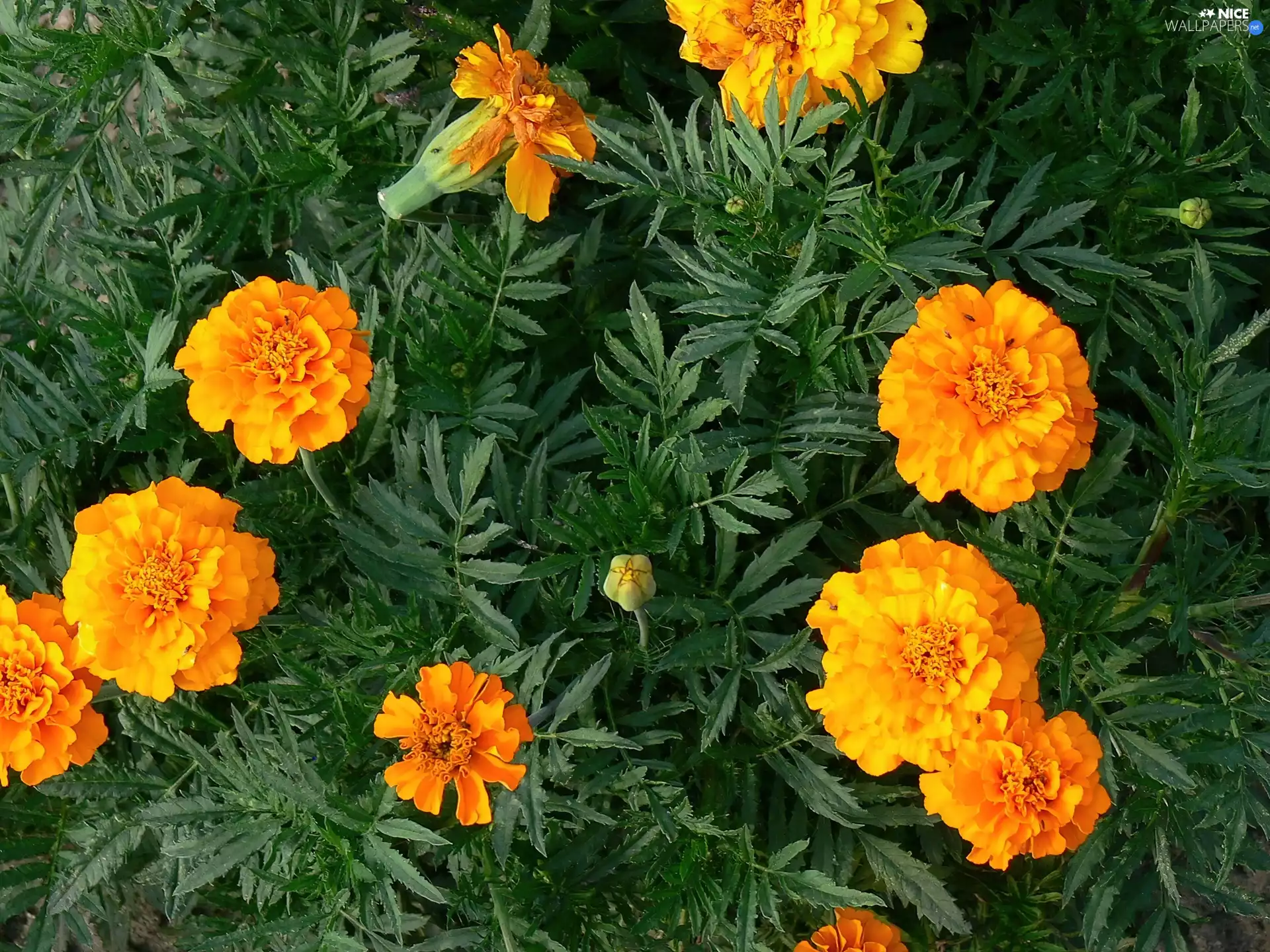 Tagetes built