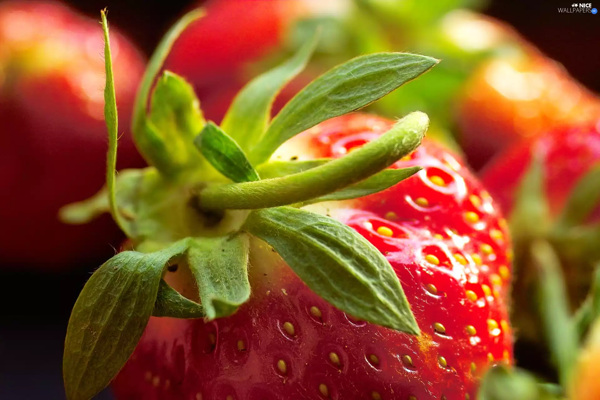 tail, Strawberry, leaves