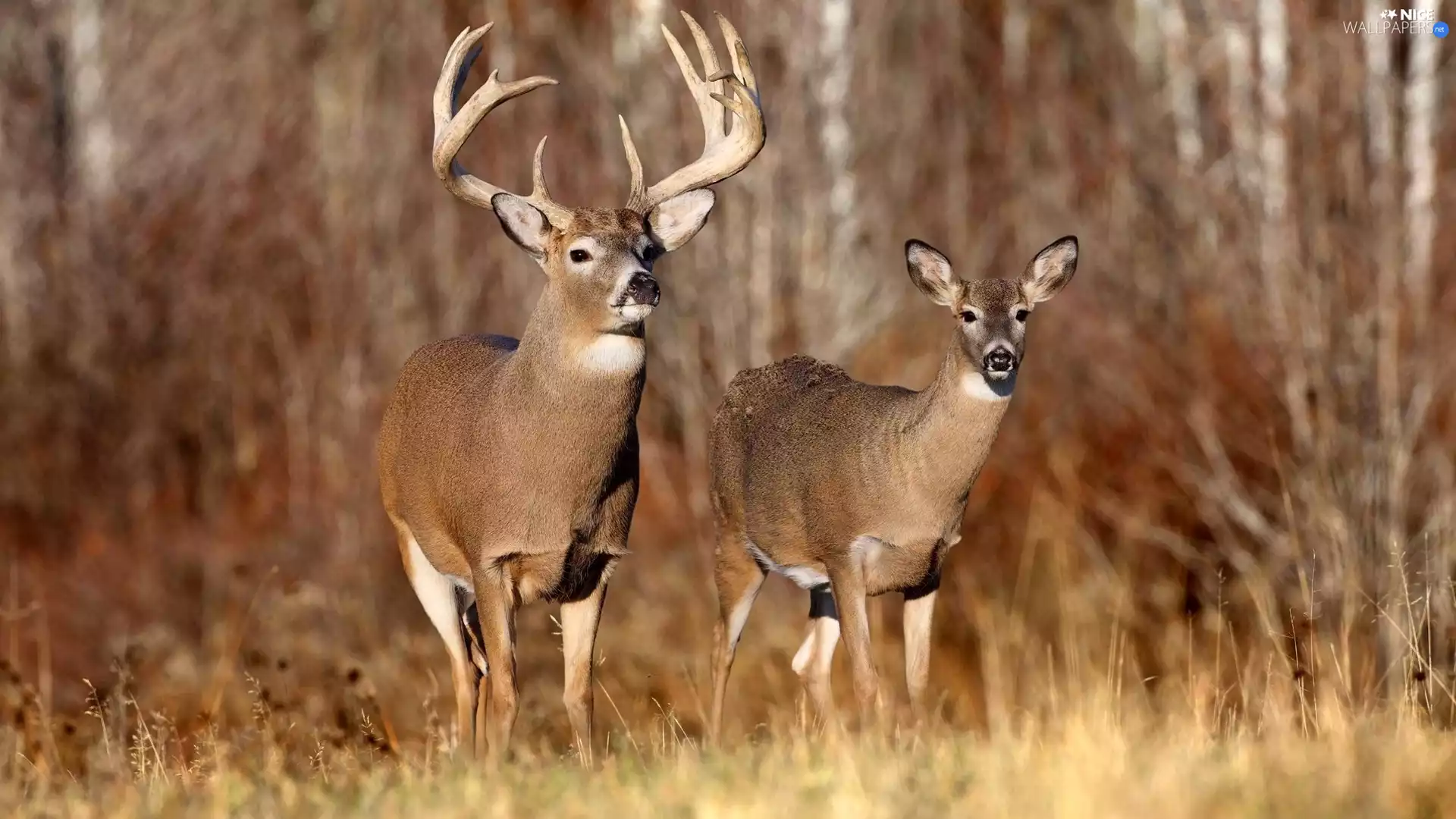 White-tailed Deer, deer, roe
