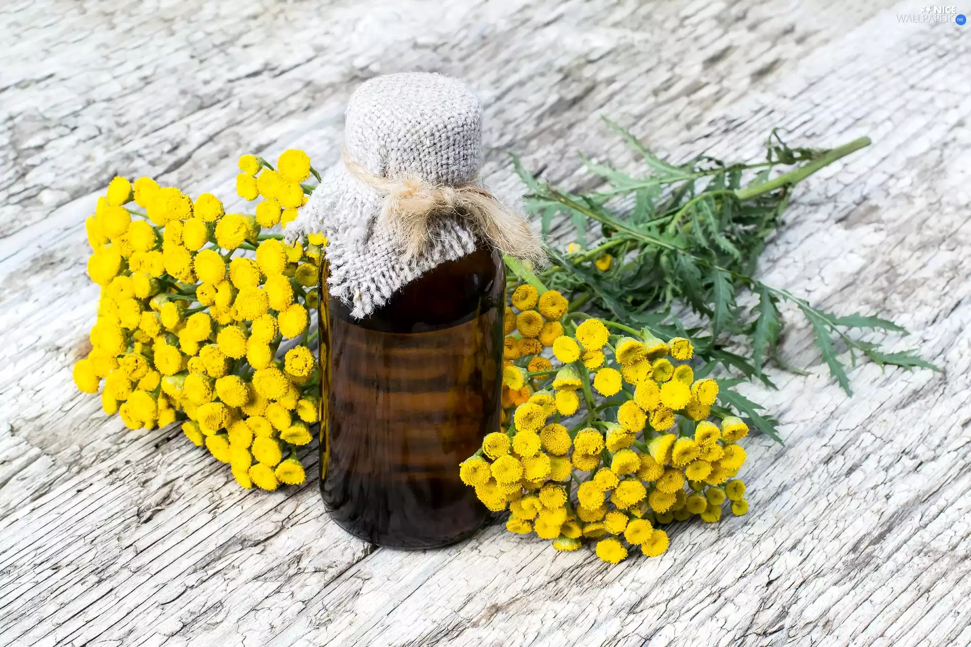 plant, bottle, oil, Tansy