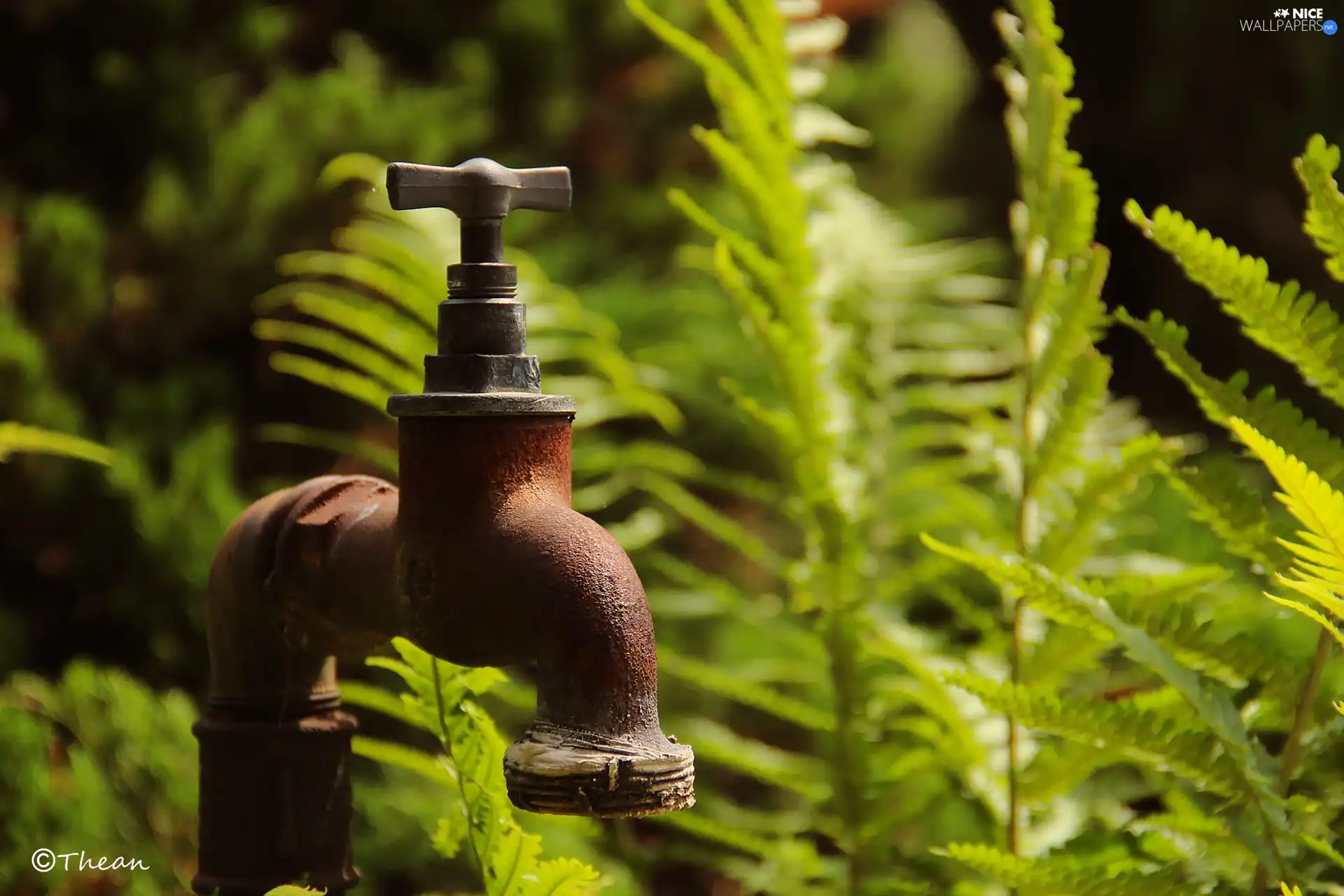 tap, cock, Plants, rusty, green ones