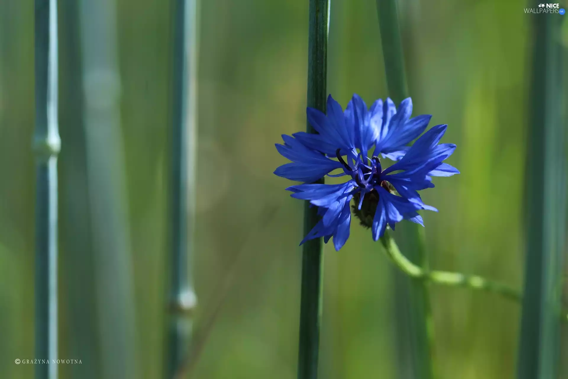 Colourfull Flowers, Chaber, Tarsiger