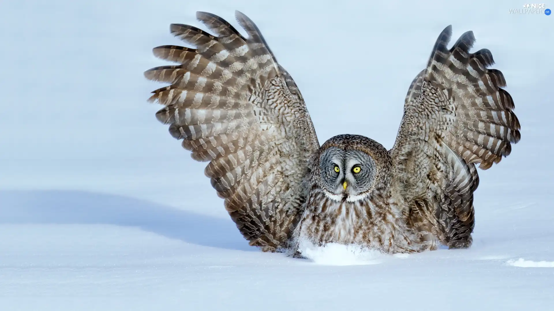 Tawny owl great gray owl, Bird, wings, snow, spread, owl