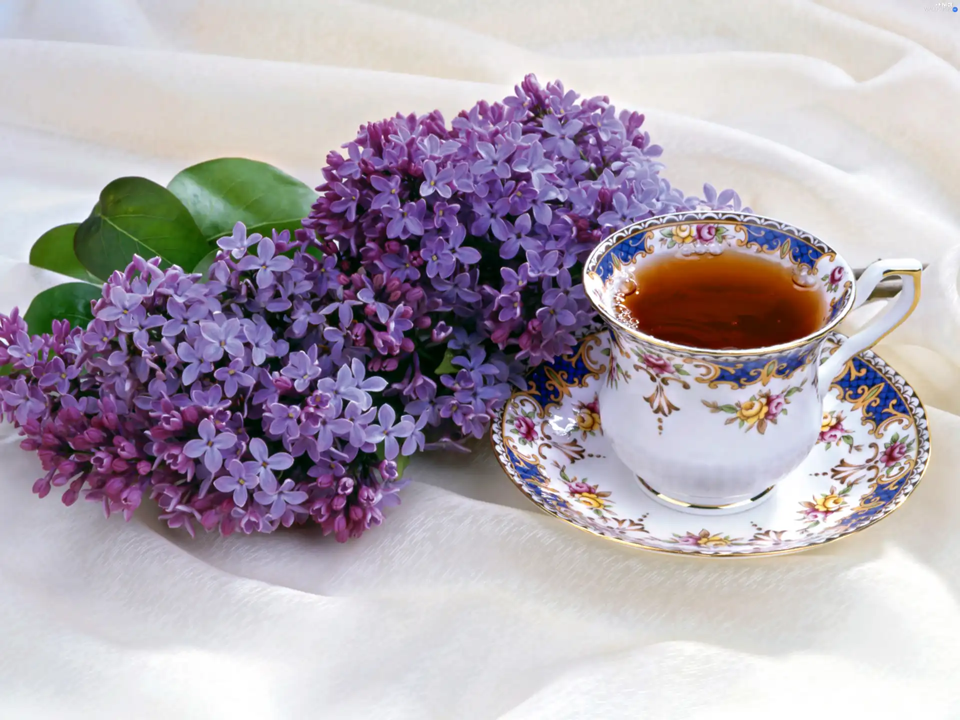 Violet, cup, tea, without
