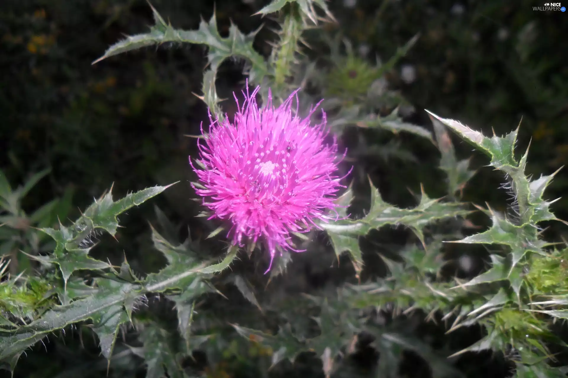 Flower, Leaf, green, teasel