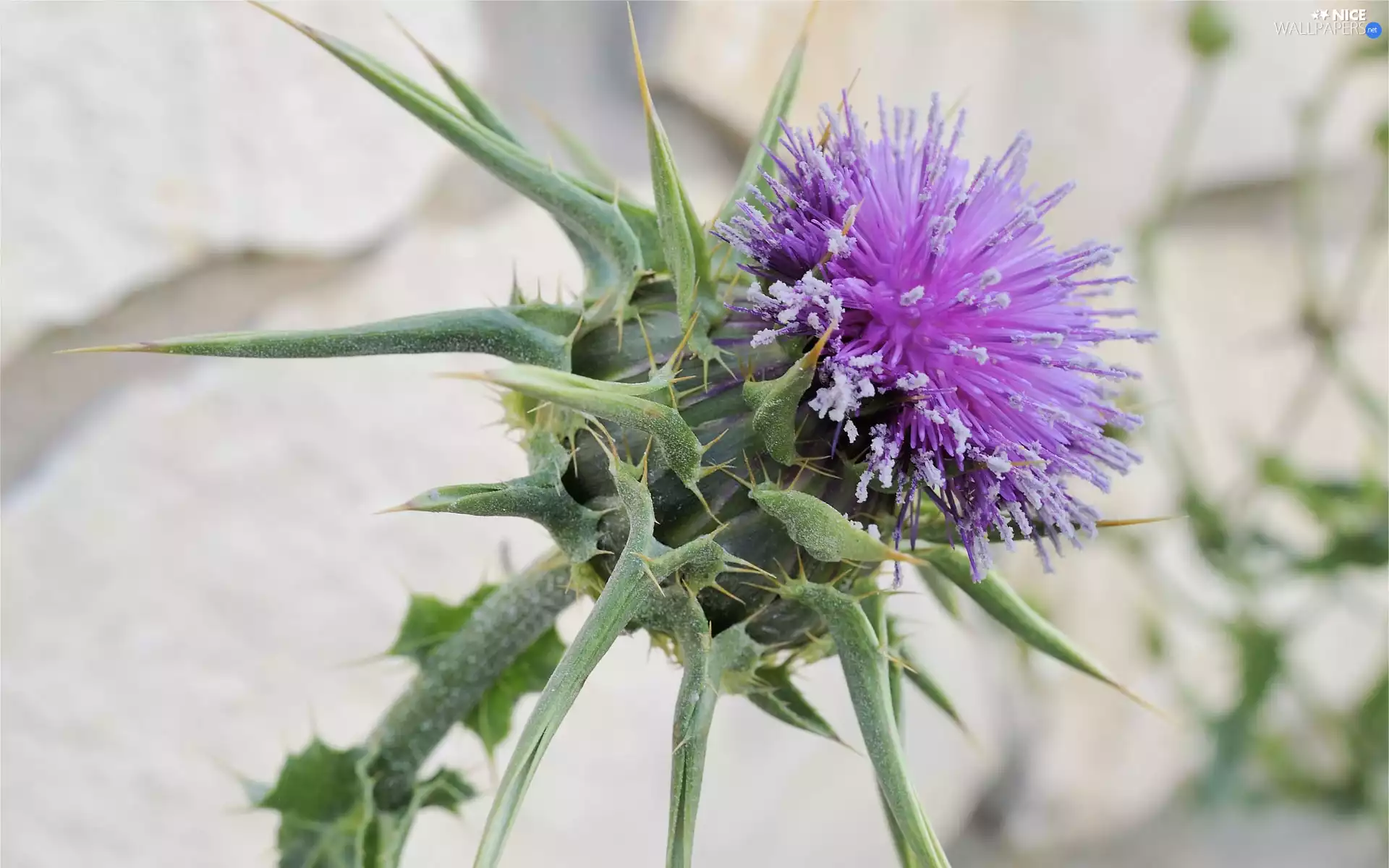 teasel, Colourfull Flowers