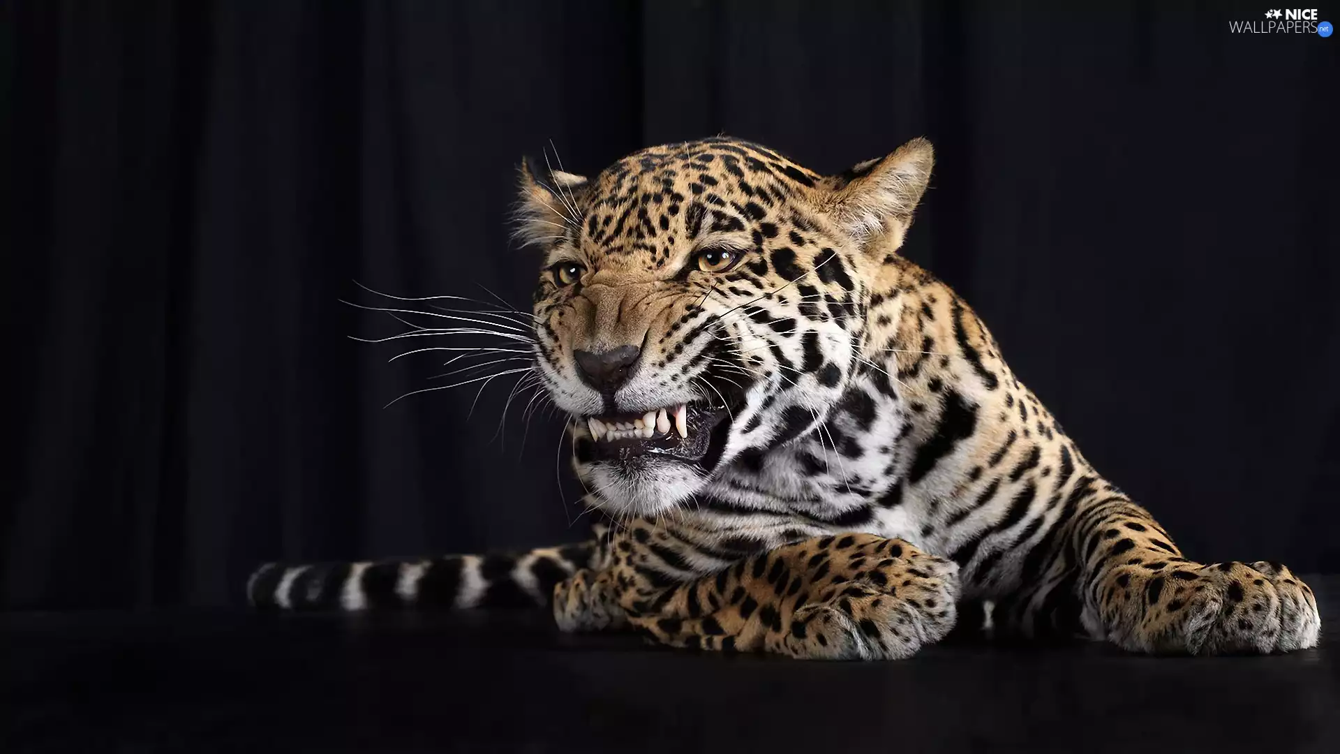 Teeth, leopard, paws