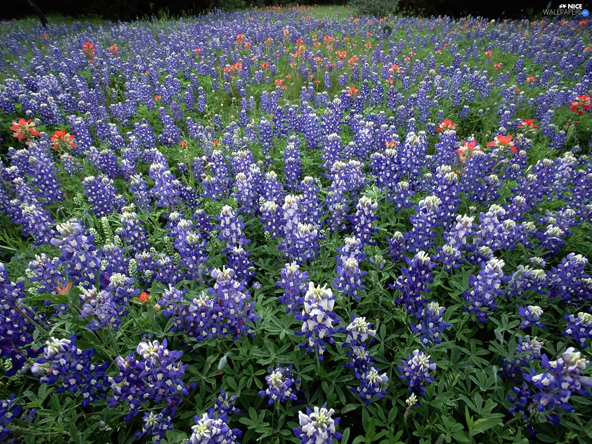 Field, Hill Country, Teksas, Lupin