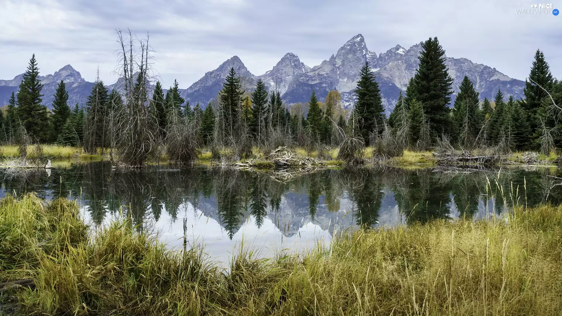lake, Grand Teton National Park, Teton Range Mountains, trees, State of Wyoming, The United States, grass, reflection, viewes