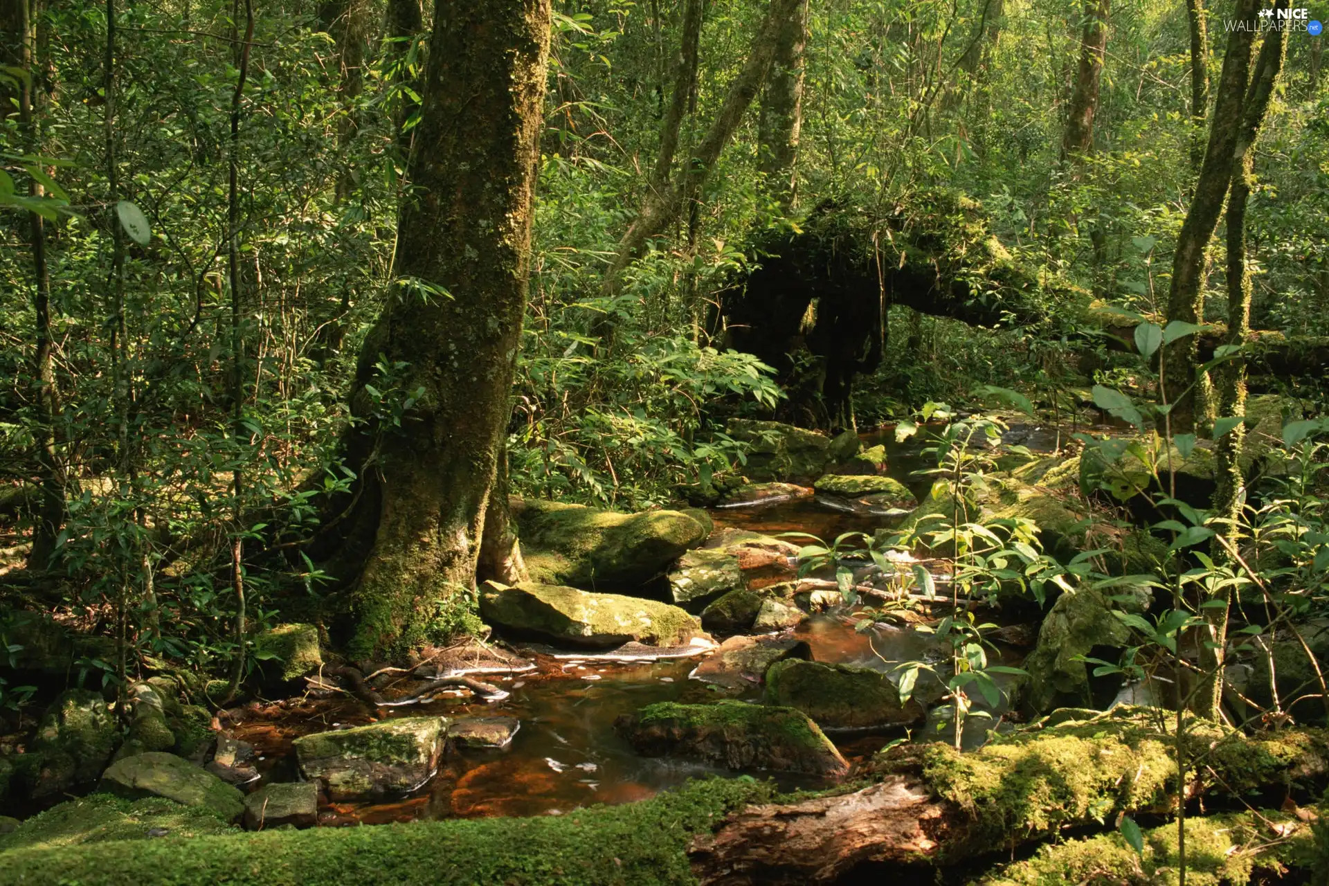 forest, Thailand