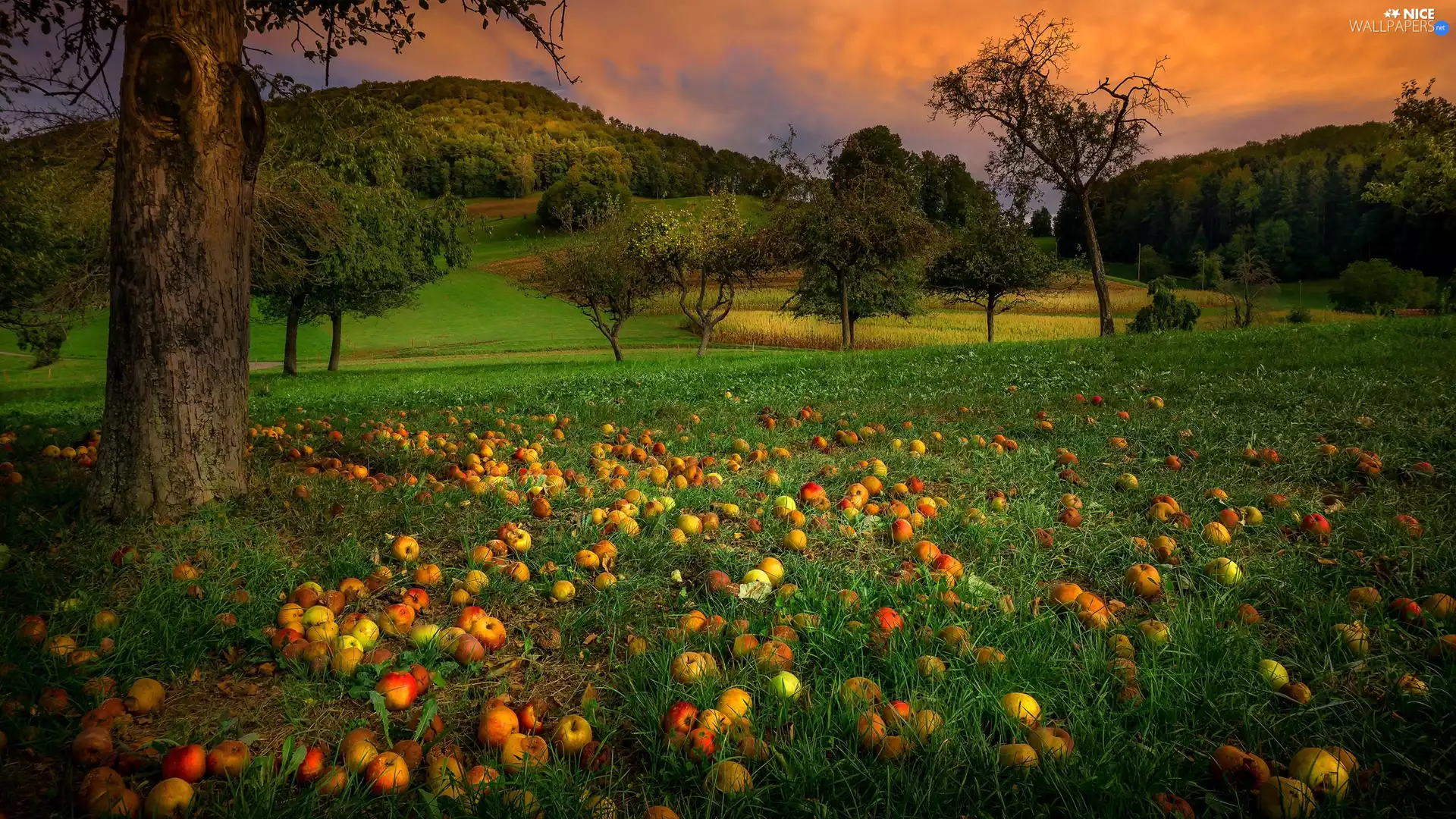 viewes, orchard, apples, The Hills, fallen, trees