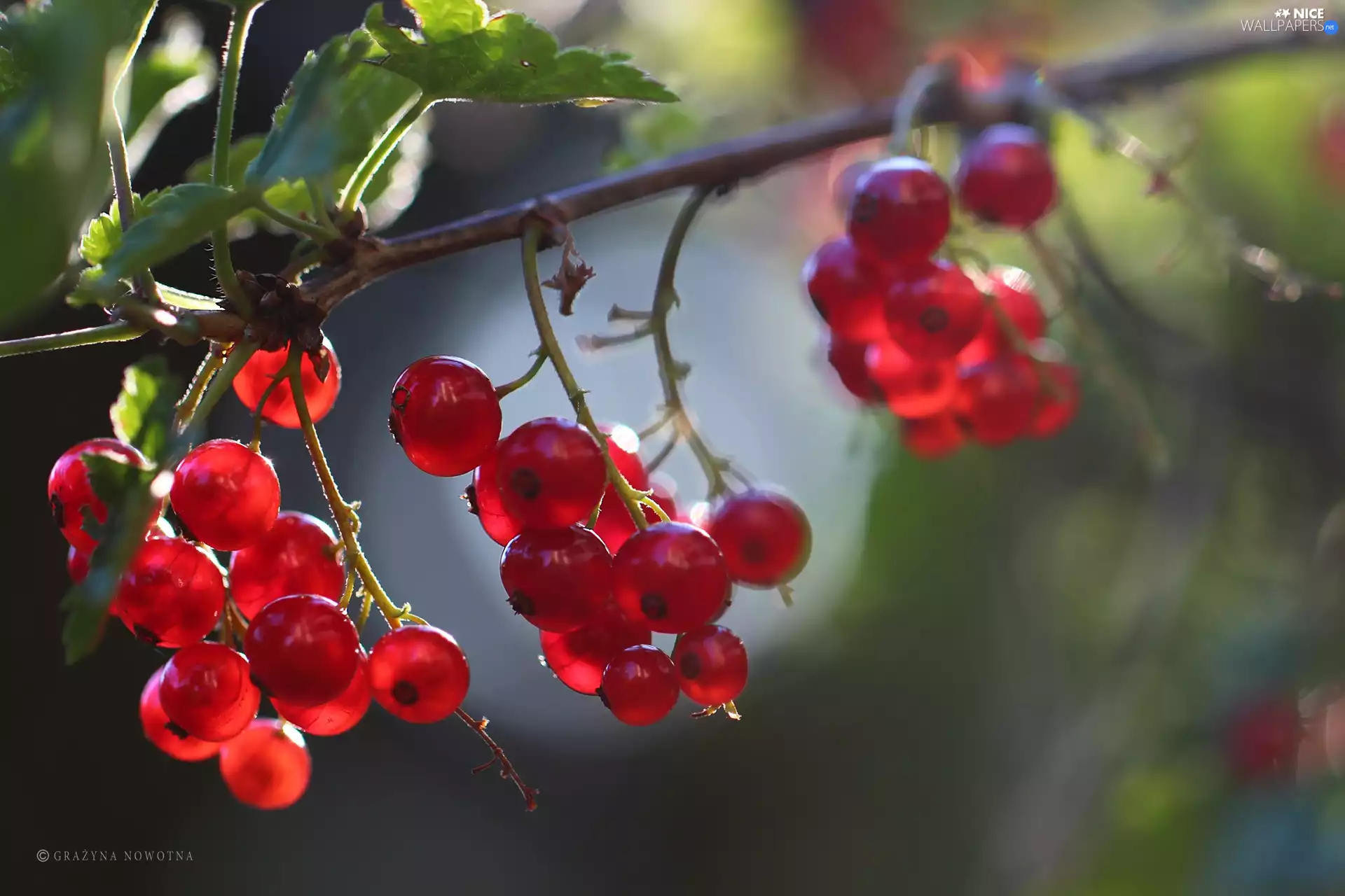 Red, The beads, Fruits, currants