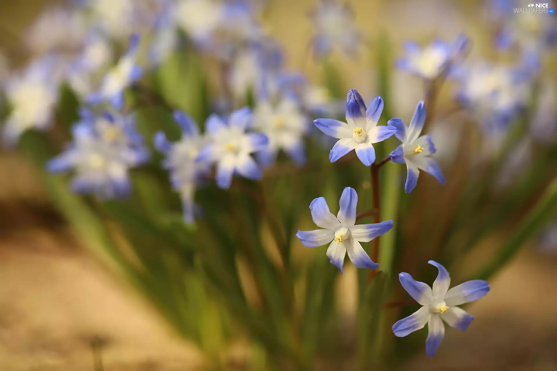 Flowers, glory of the snow, Blue