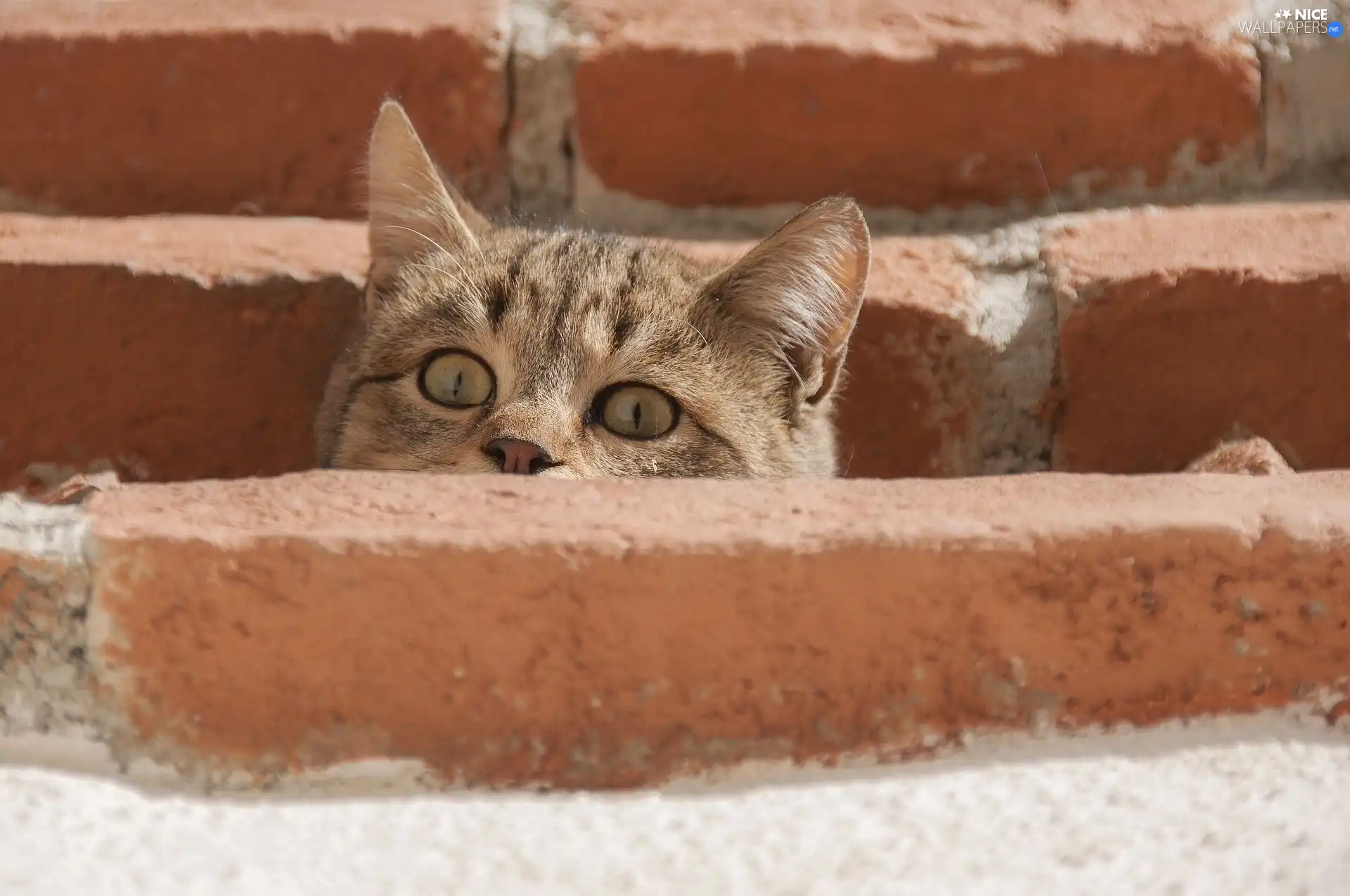 frightened, brick, cat, The look, dun