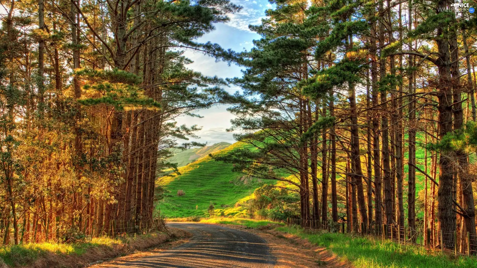 trees, viewes, Way, The Hills, forest