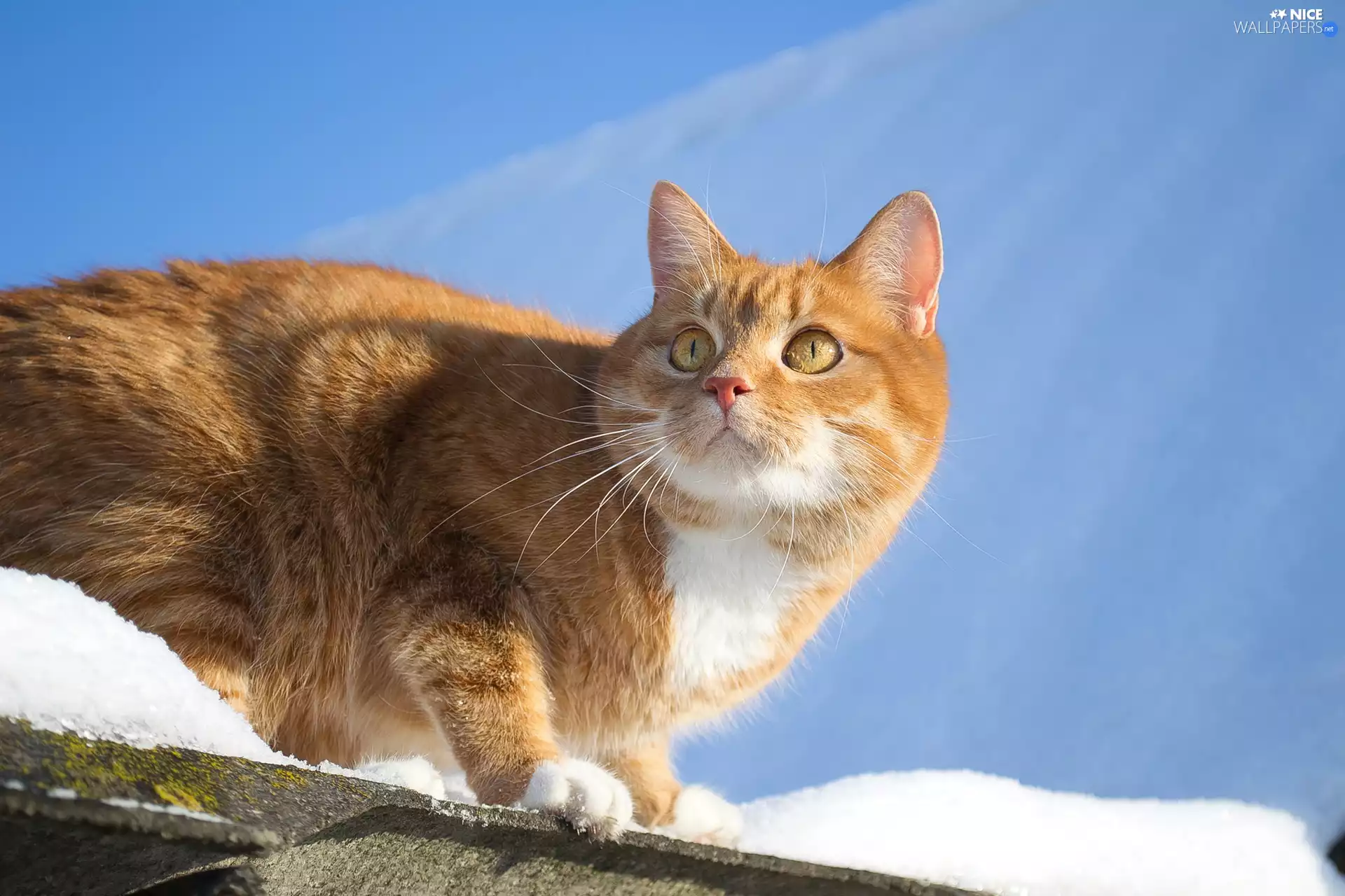 snow, Sky, cat, the roof, ginger