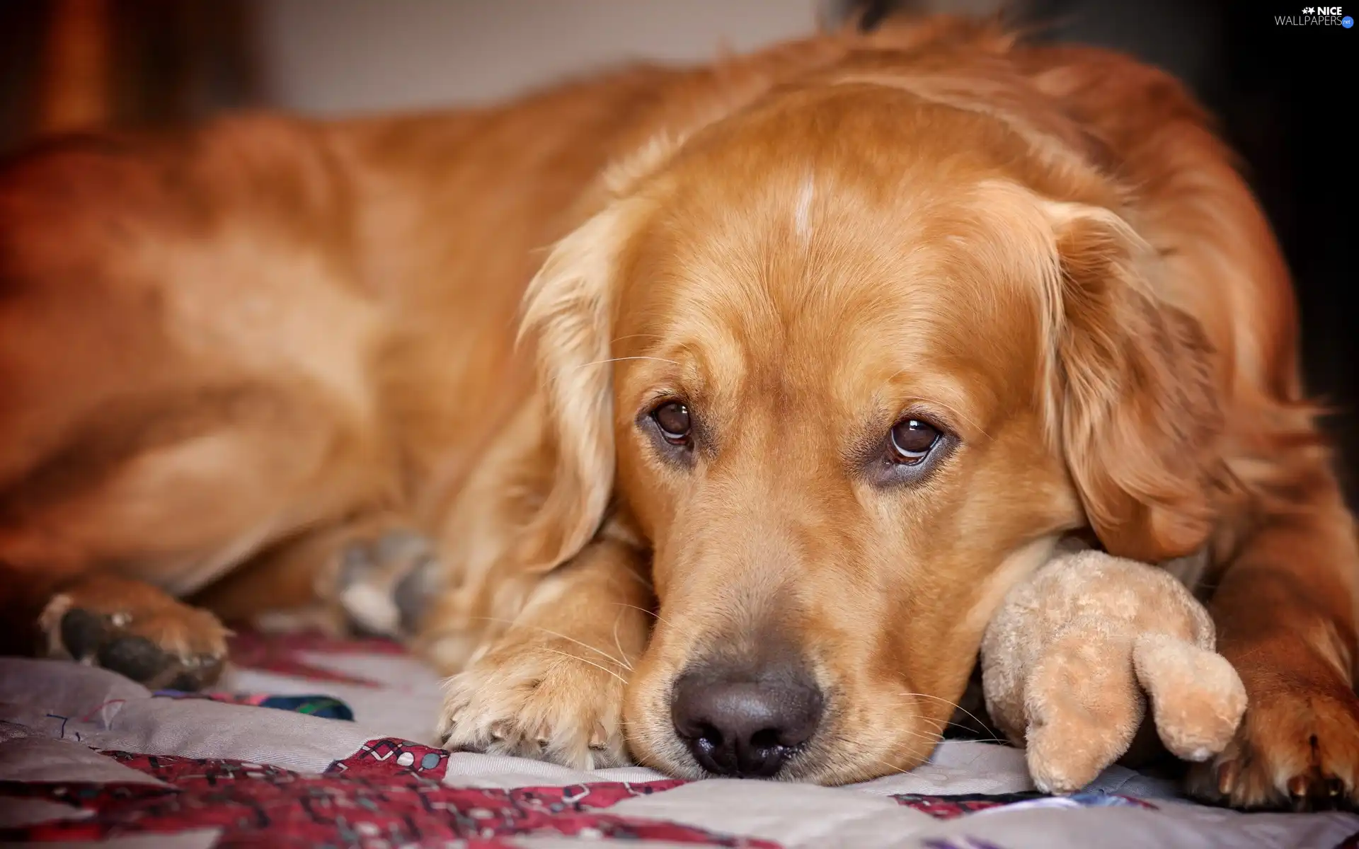 golden, mascot, The look, retriever