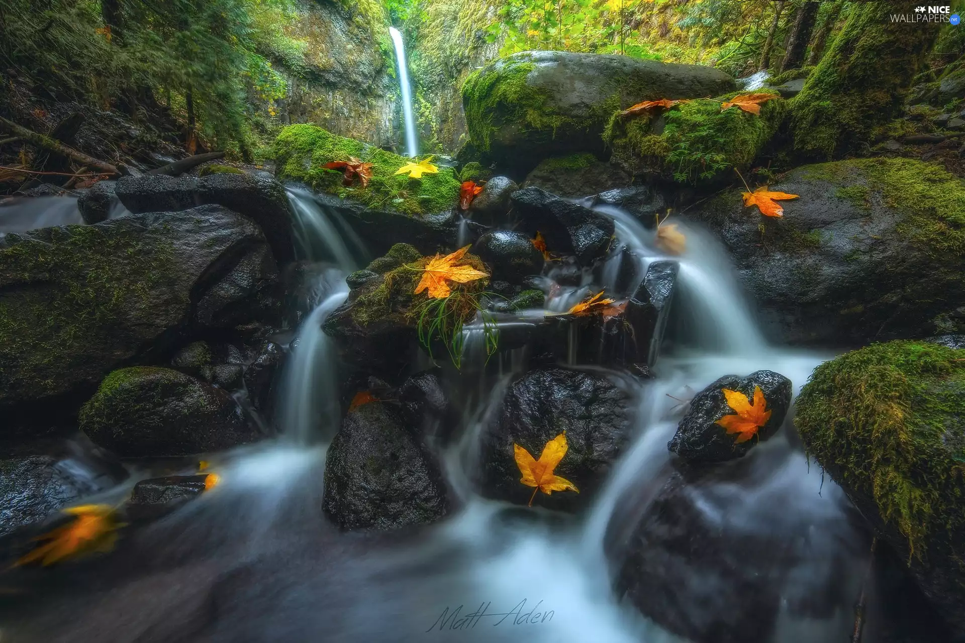 Dry Creek Falls, The United States, autumn, flux, forest, VEGETATION, Moss, Columbia River Gorge Nature Reserve, State of Oregon, Stones, Leaf