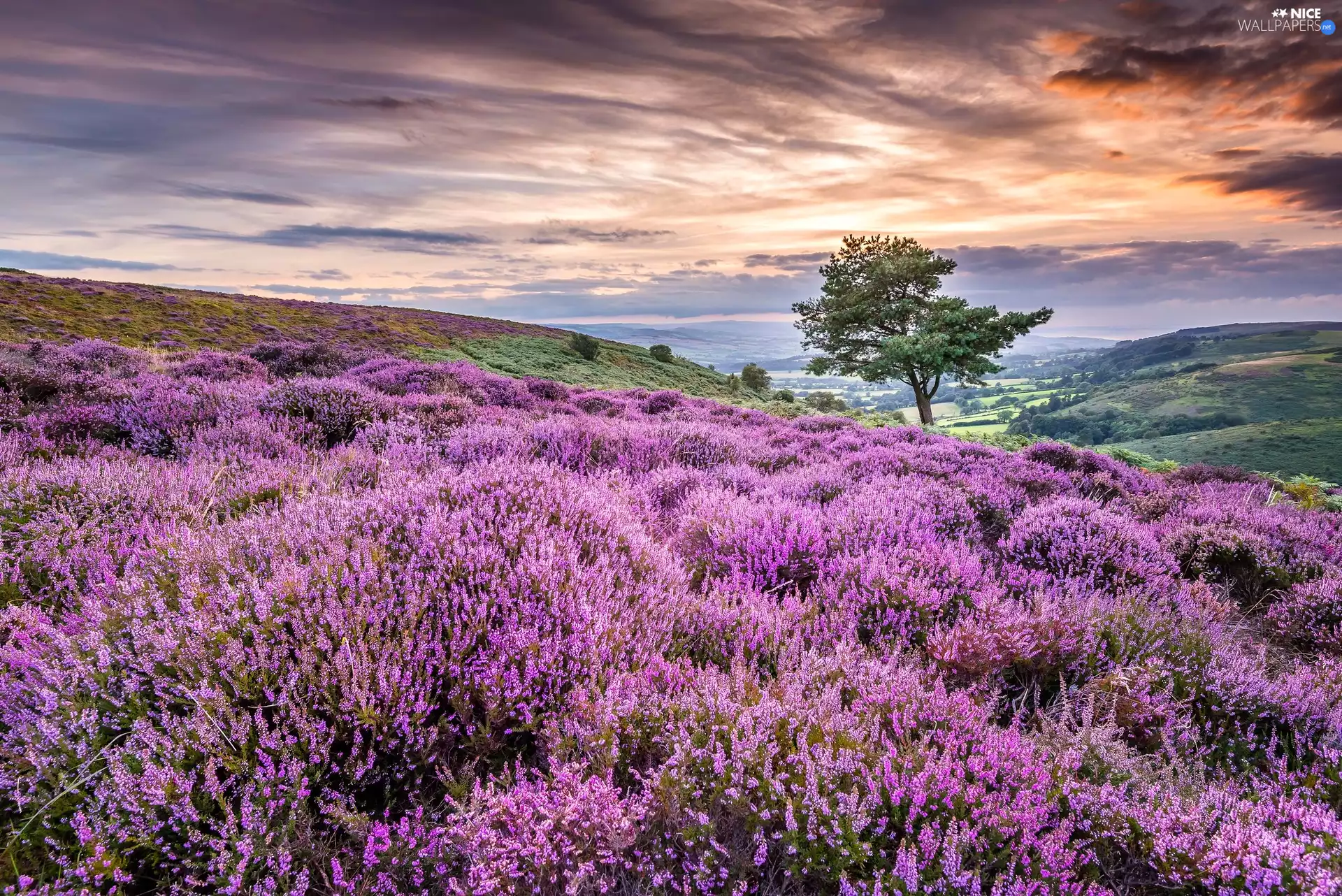 heath, The Hills, trees, heathers