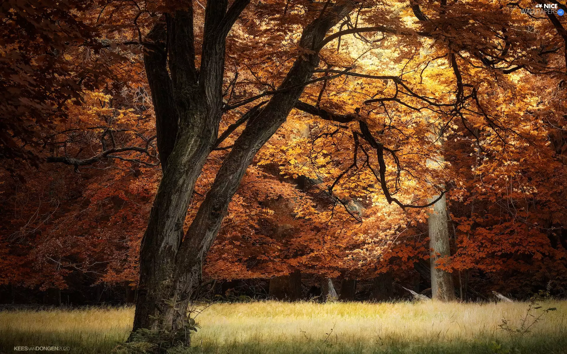 forest, car in the meadow, trees, autumn