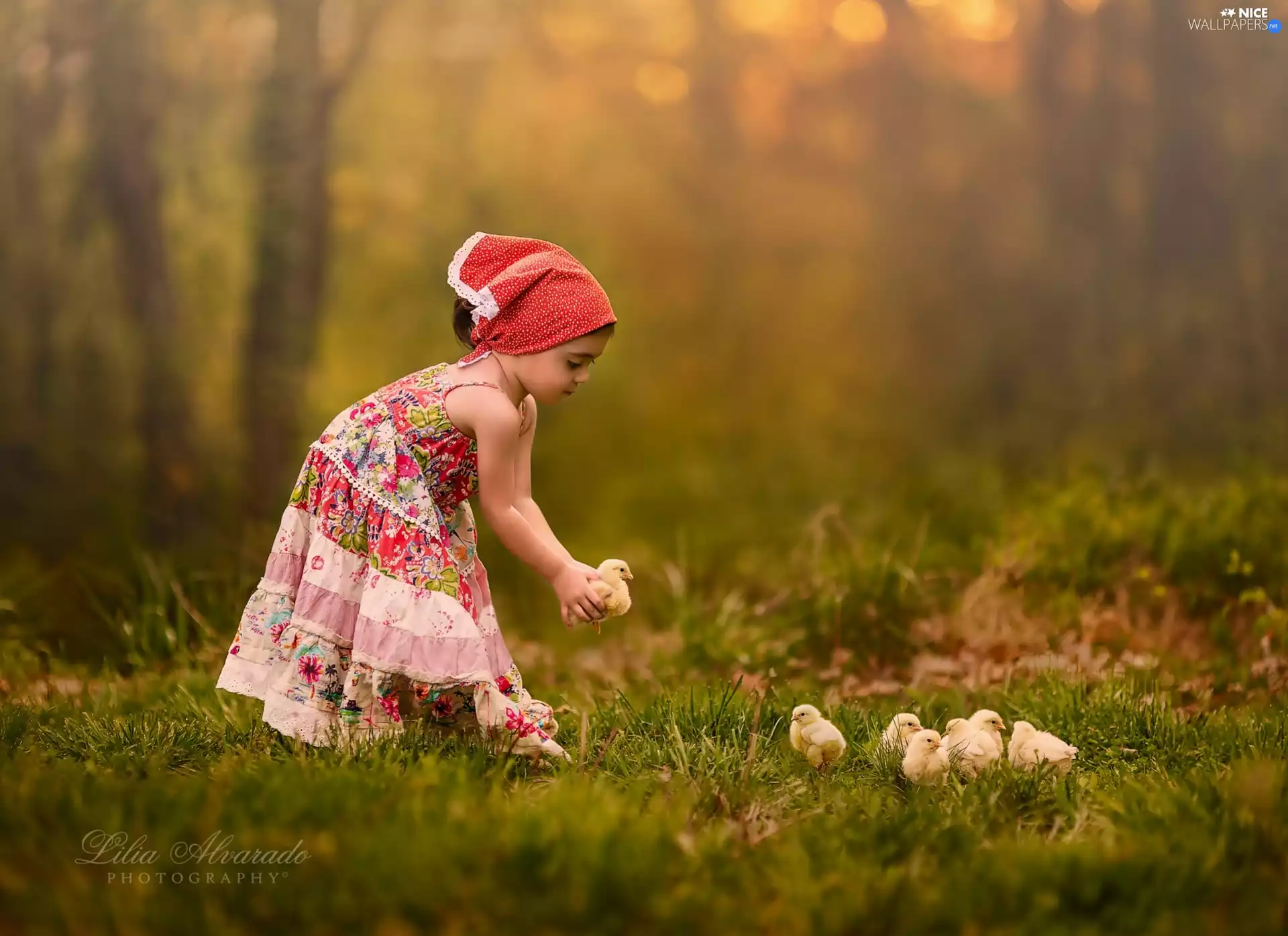 girl, car in the meadow, forest, Chickens