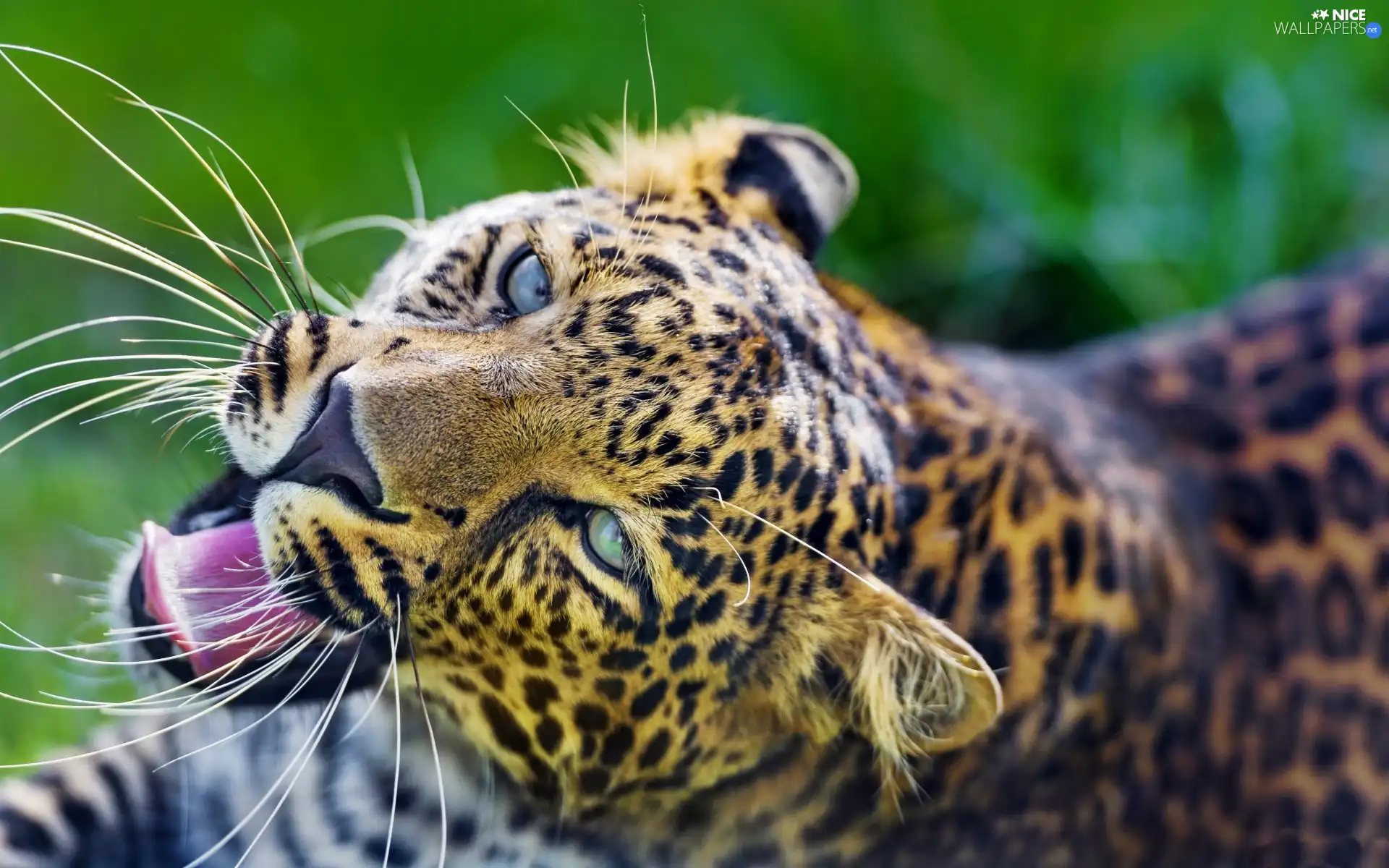 Leopards, Eyes, The look, Head