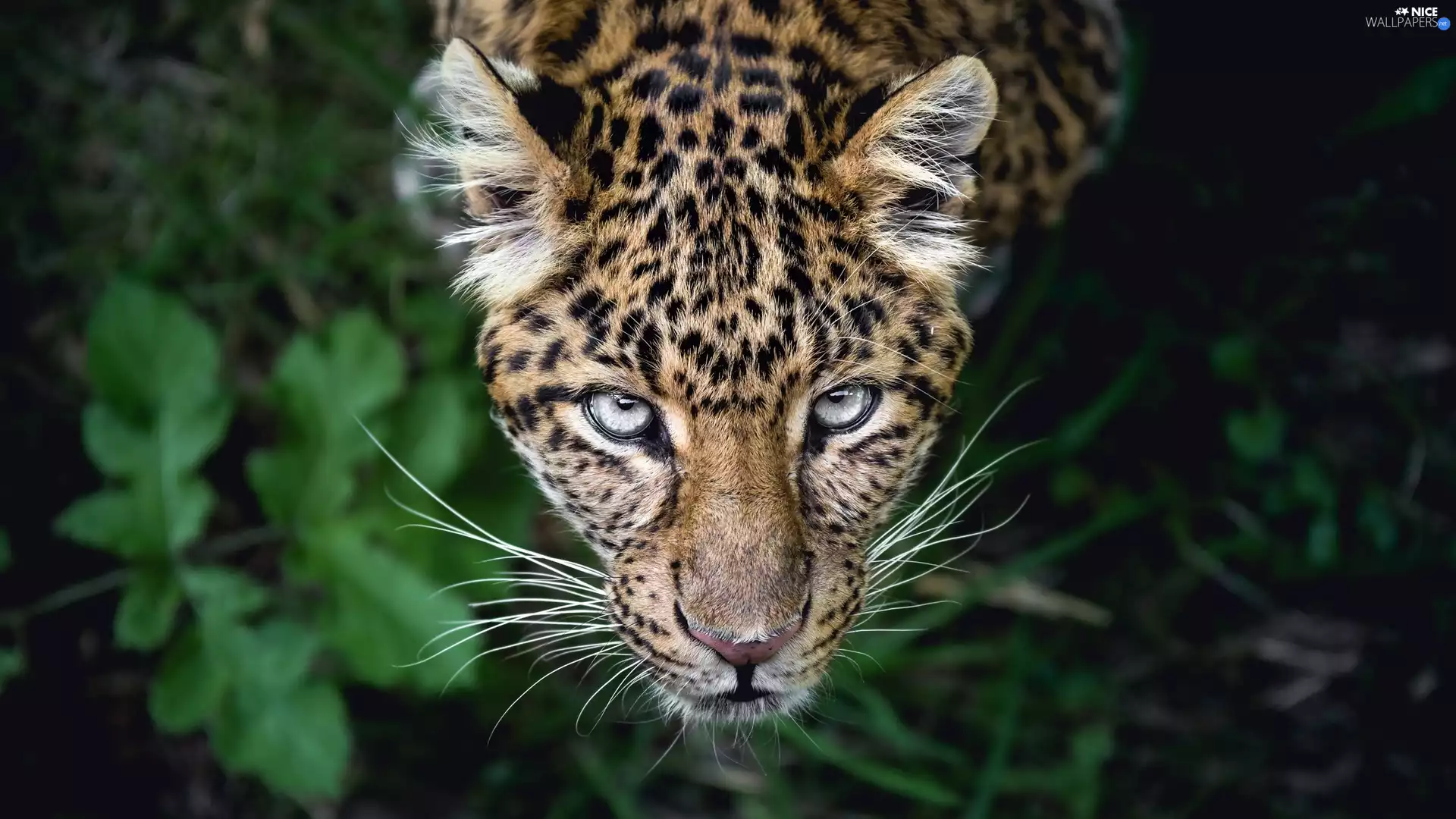 The look, Leopards