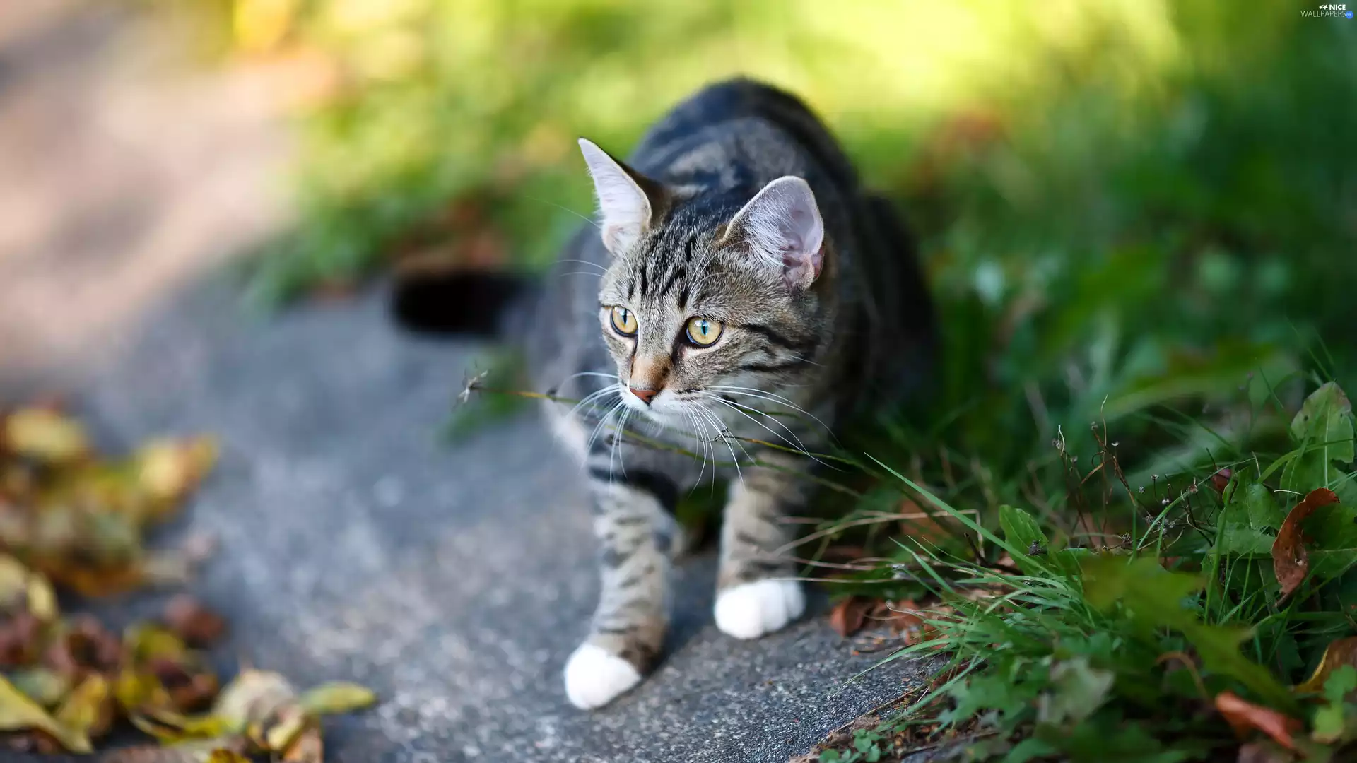 dun, The look, grass, cat
