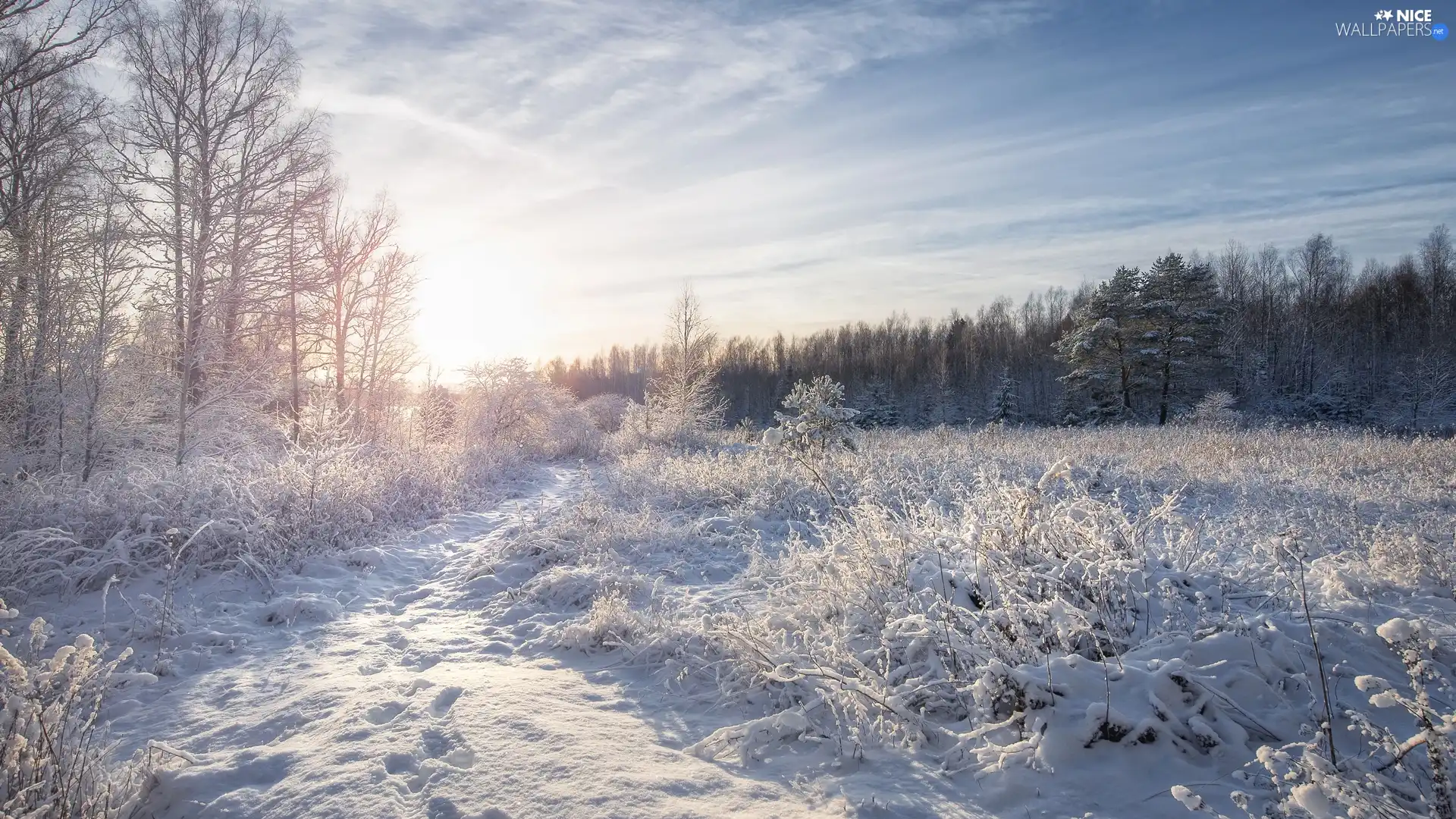 frosty, trees, Sunrise, viewes, car in the meadow, forest, winter, grass