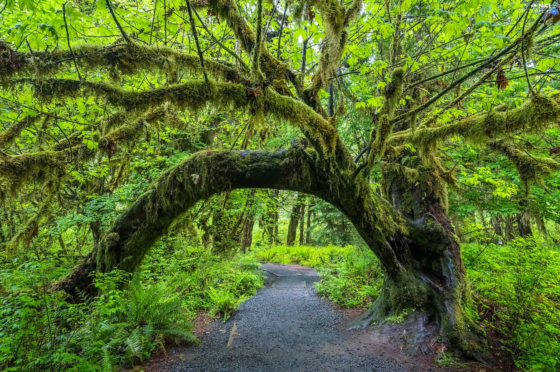 forest, Olympic National Park, mossy, trees, Washington State, The United States, Way, fern, viewes