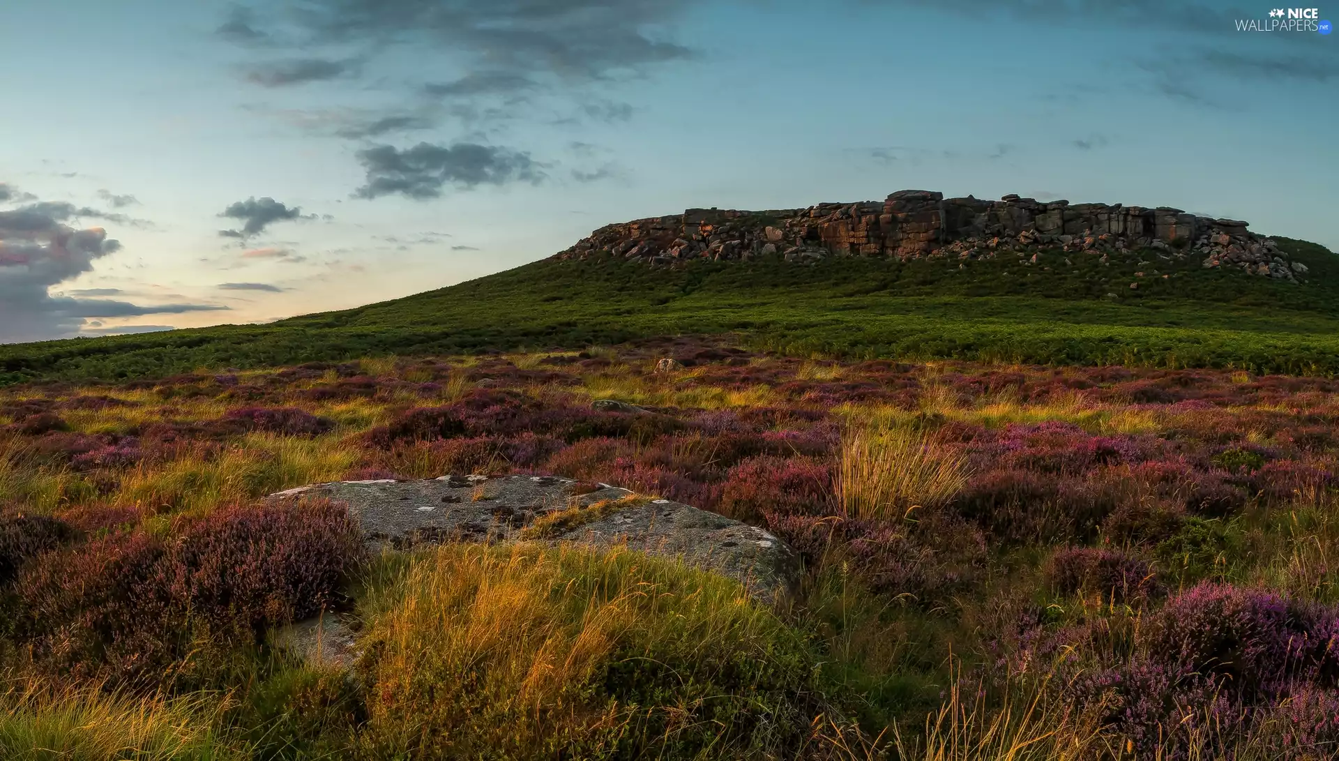The Hills, England, heathers, Stones, heath, Peak District National Park