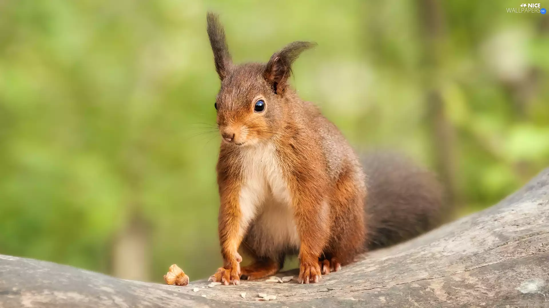Ginger, Lod on the beach, nut, squirrel