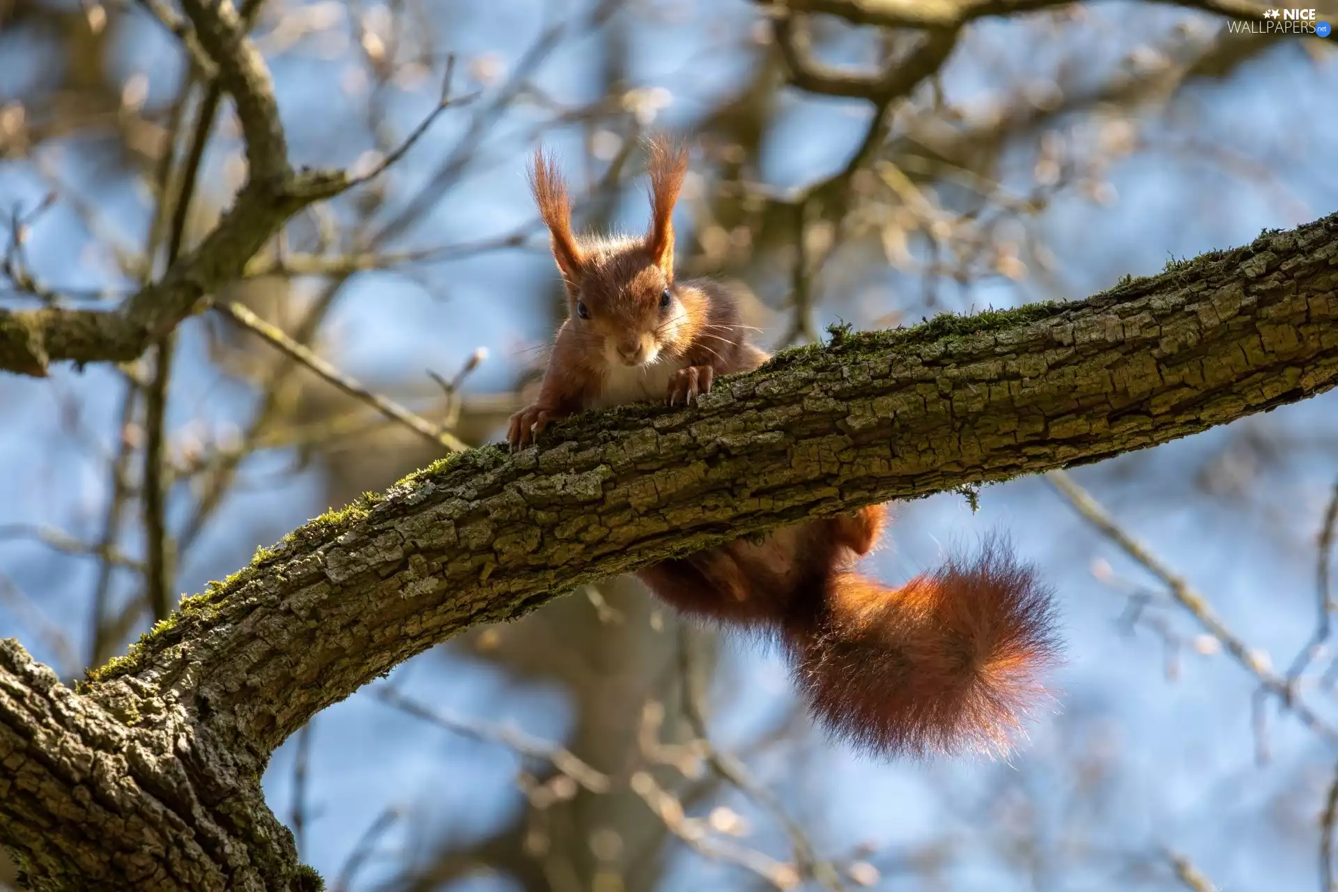 Ginger, Lod on the beach, trees, squirrel