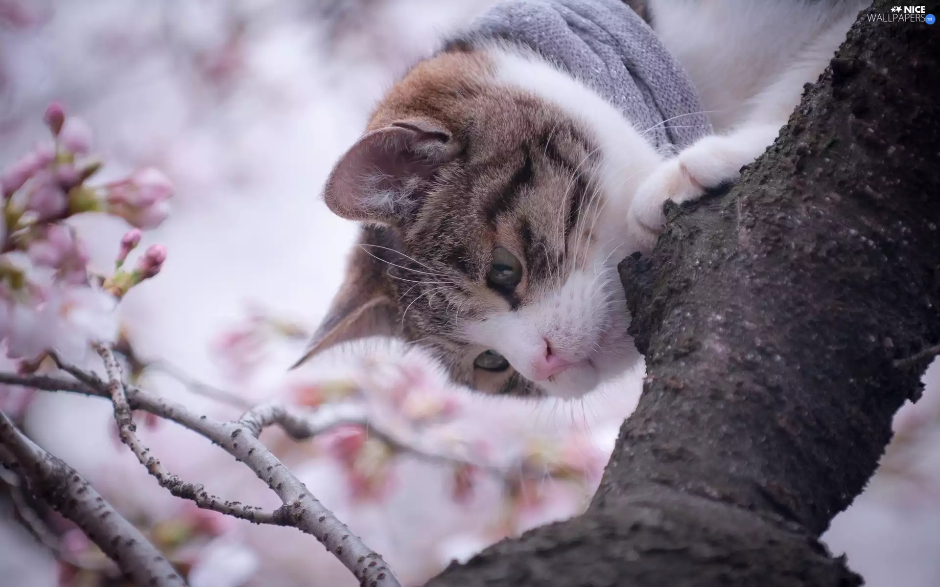 cat, Lod on the beach, Twigs, trees