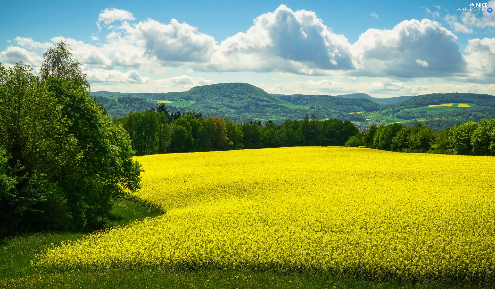The Hills, Yellow, clouds, Flowers, viewes, rape, Field, trees