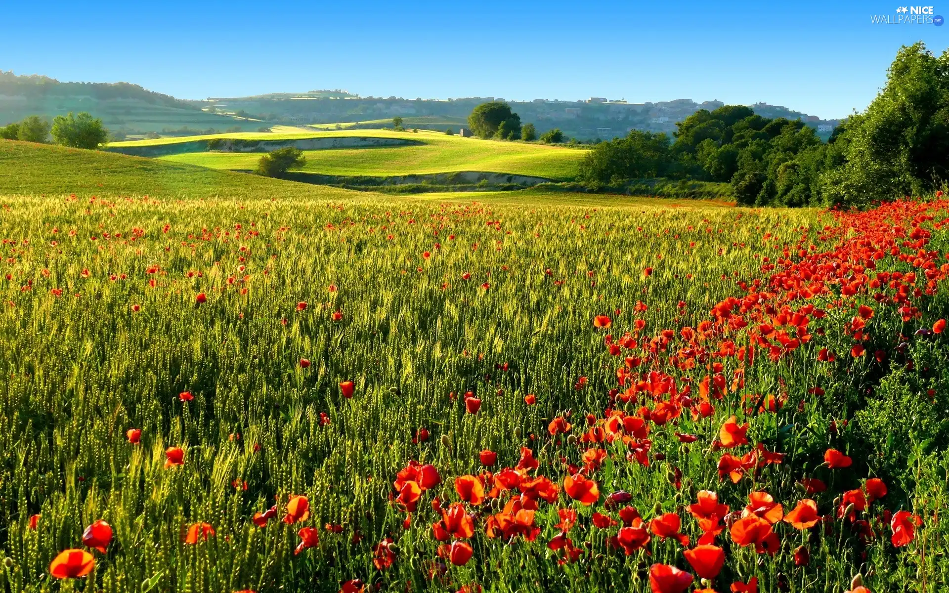 papavers, Ears, trees, Red, Field, The Hills, viewes